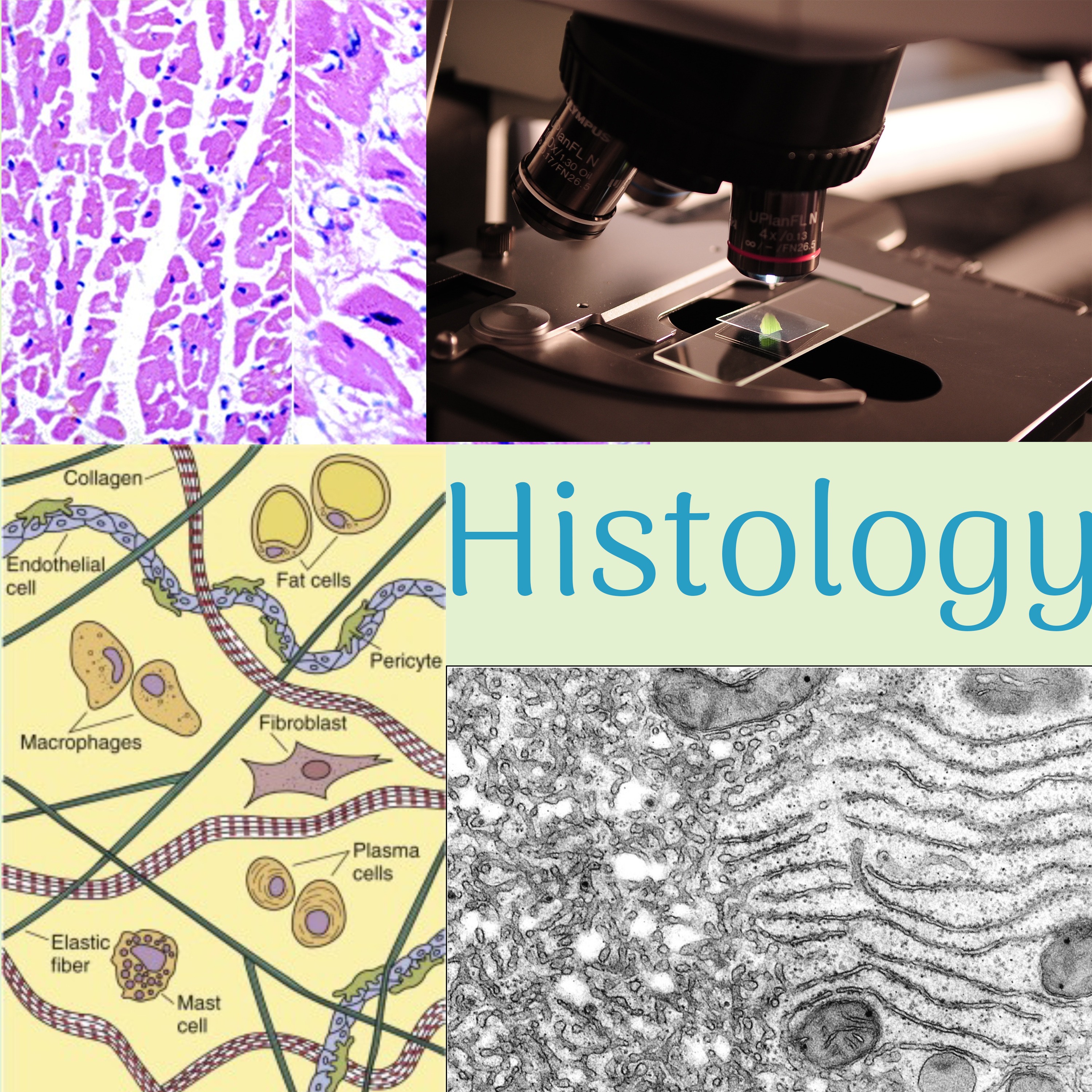 1.3 Foundation Phase: Histology Coil