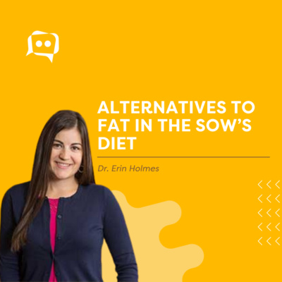 #SHORTS: Alternatives to fat in the sow’s diet