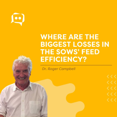 #SHORTS: Where are the biggest losses in the sows' feed efficiency? with Dr. Roger Campbell