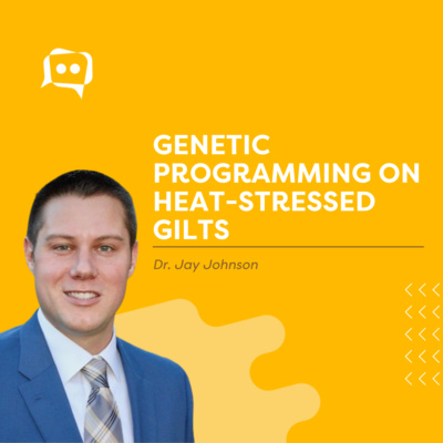 #SHORTS: Genetic programming on heat-stressed gilts episode artwork