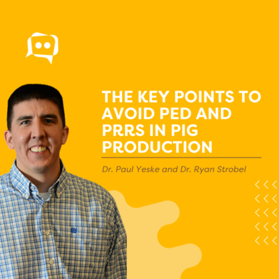 #SHORTS: The key points to avoid PED and PRRS in pig production, With Dr. Paul Yeske and Dr. Ryan Strobel episode artwork