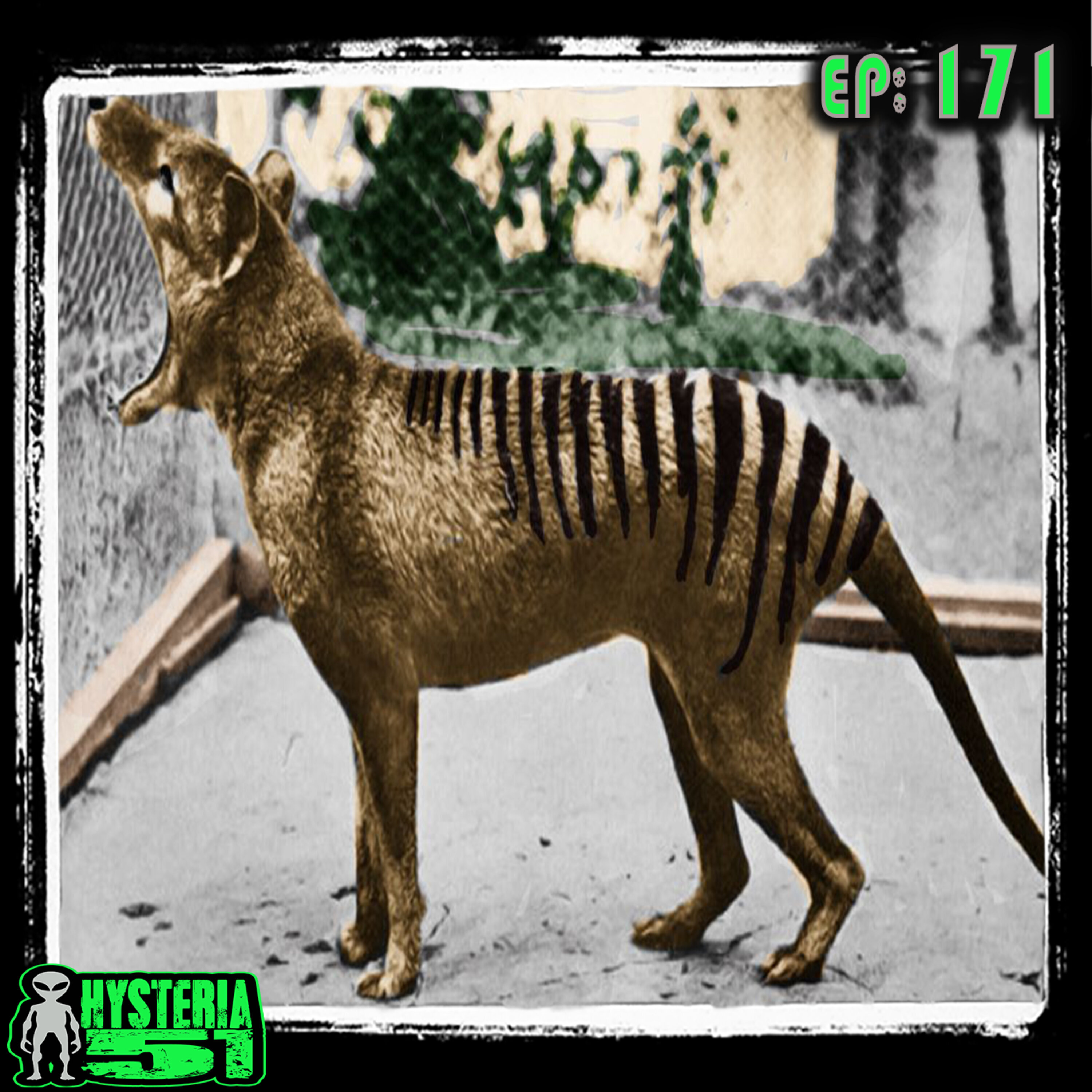 Thylacine: Hunted to Extinction or Hide & Seek Champ Since 1936? | 171 Image
