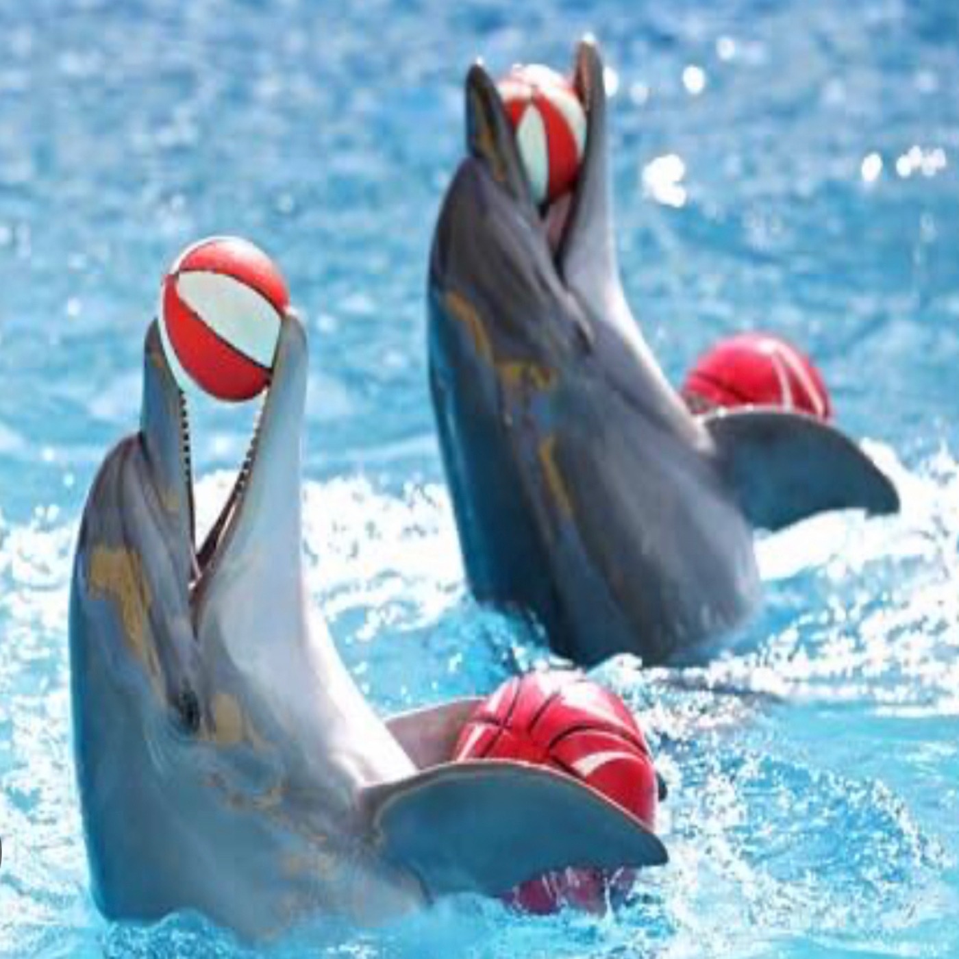 Dolphin Training