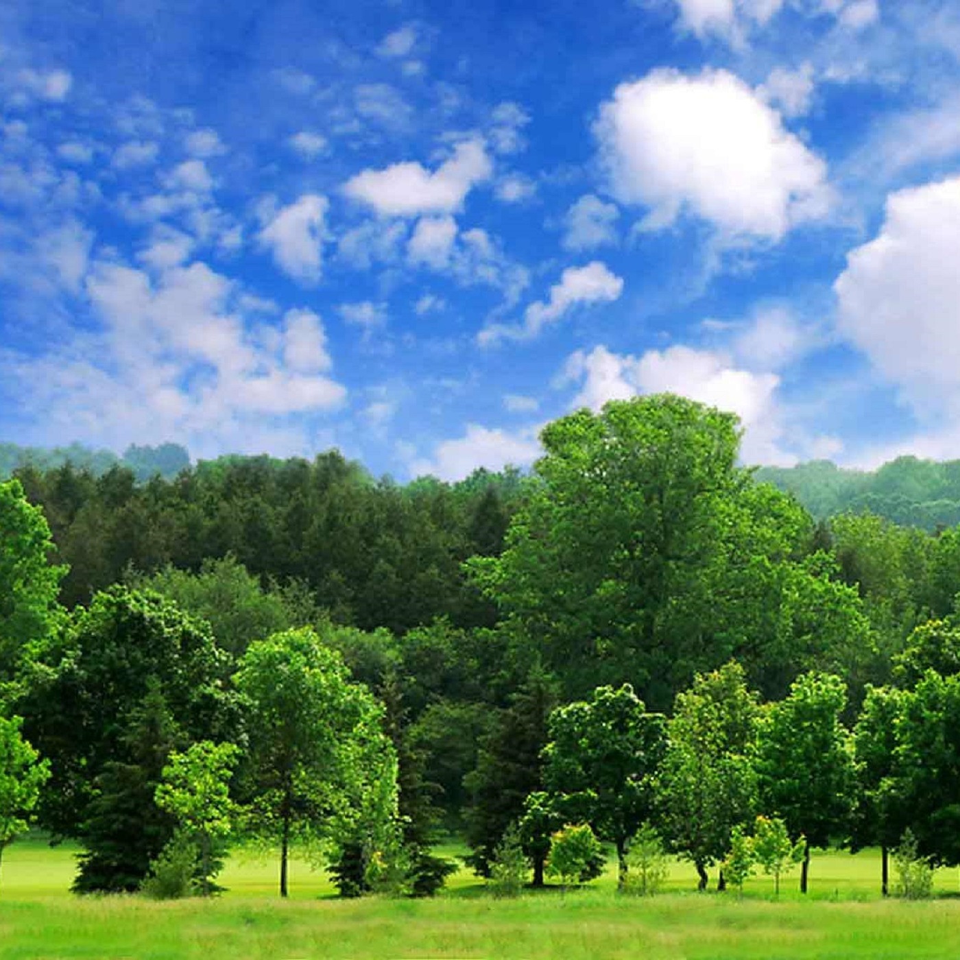 Trees in the Bible