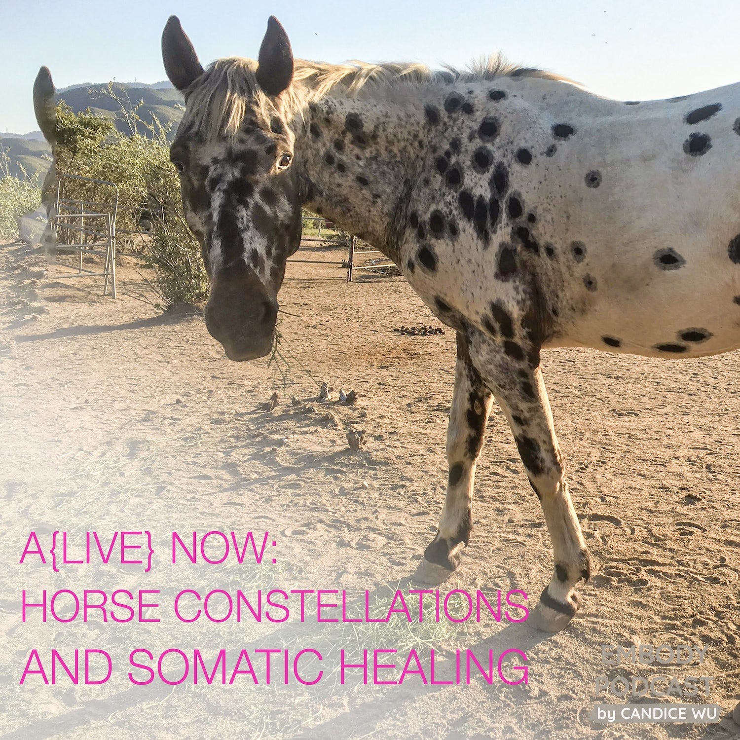 78: A{Live} Now: Horse Constellations & Somatic Healing