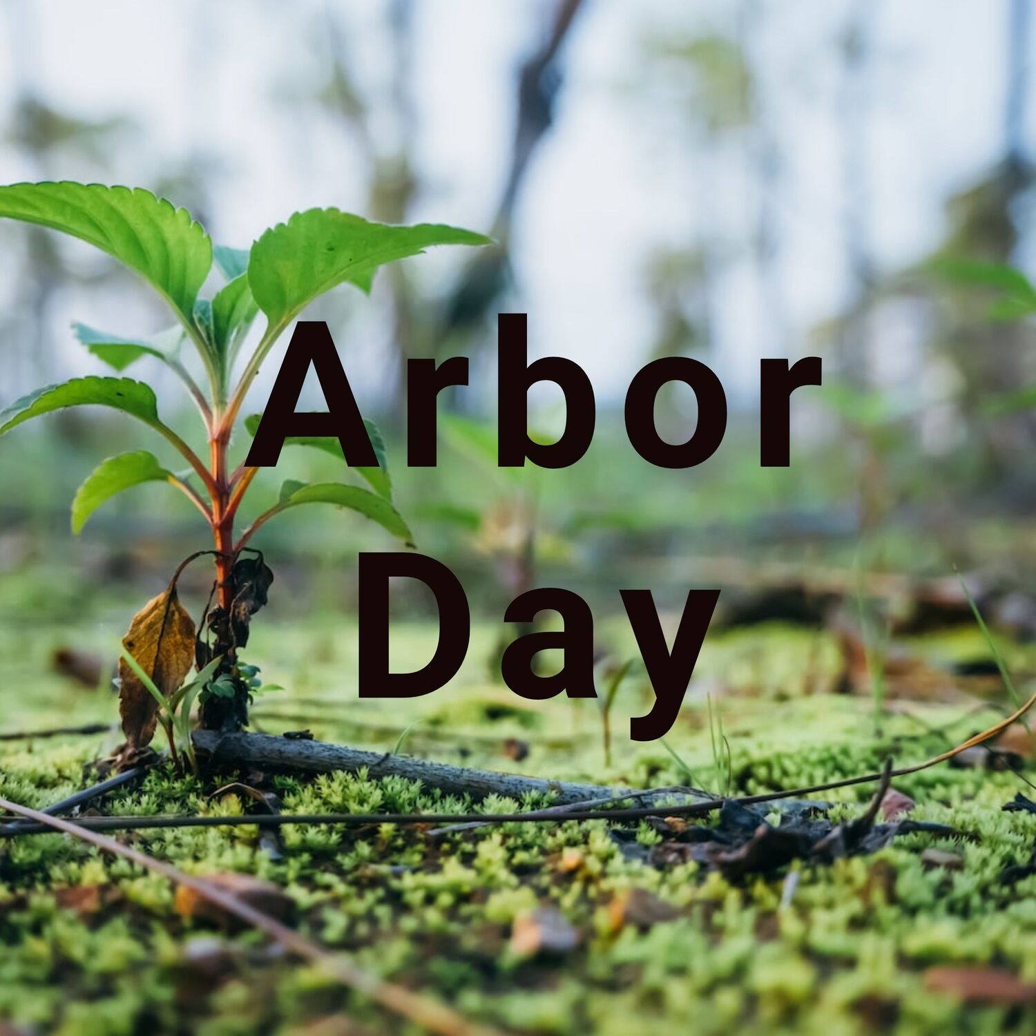 BONUS: Arbor Day