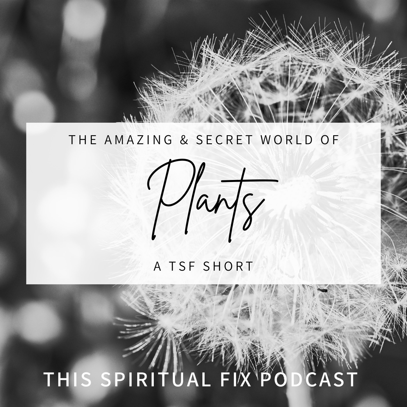 This Spiritual Fix