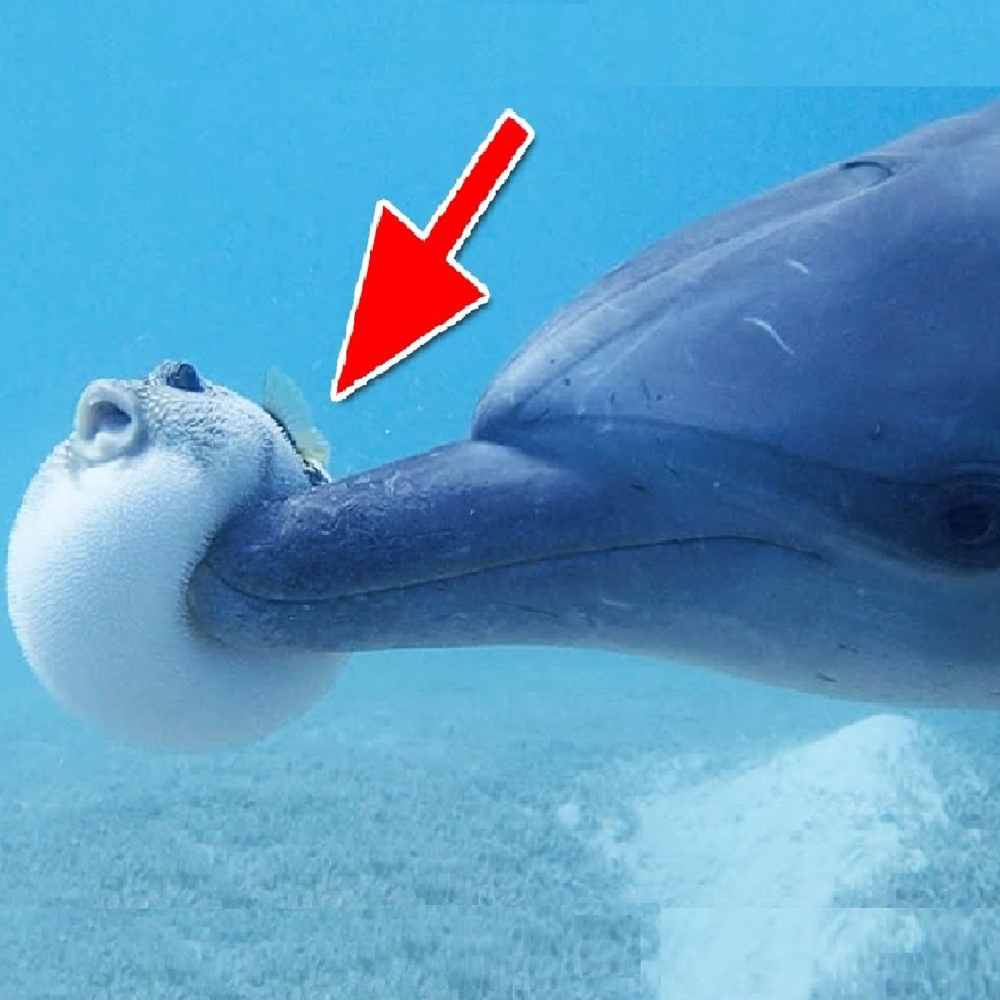 Evil Geniuses Of The Animal Kingdom
