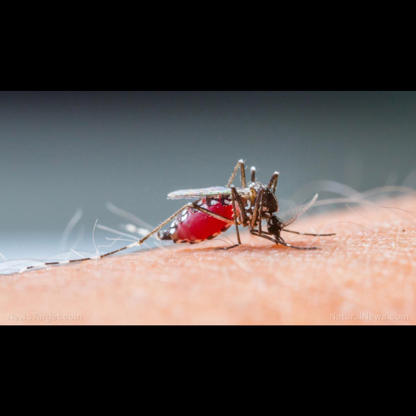 Florida issues MALARIA alert as mosquitos emerge in Sunshine State episode artwork