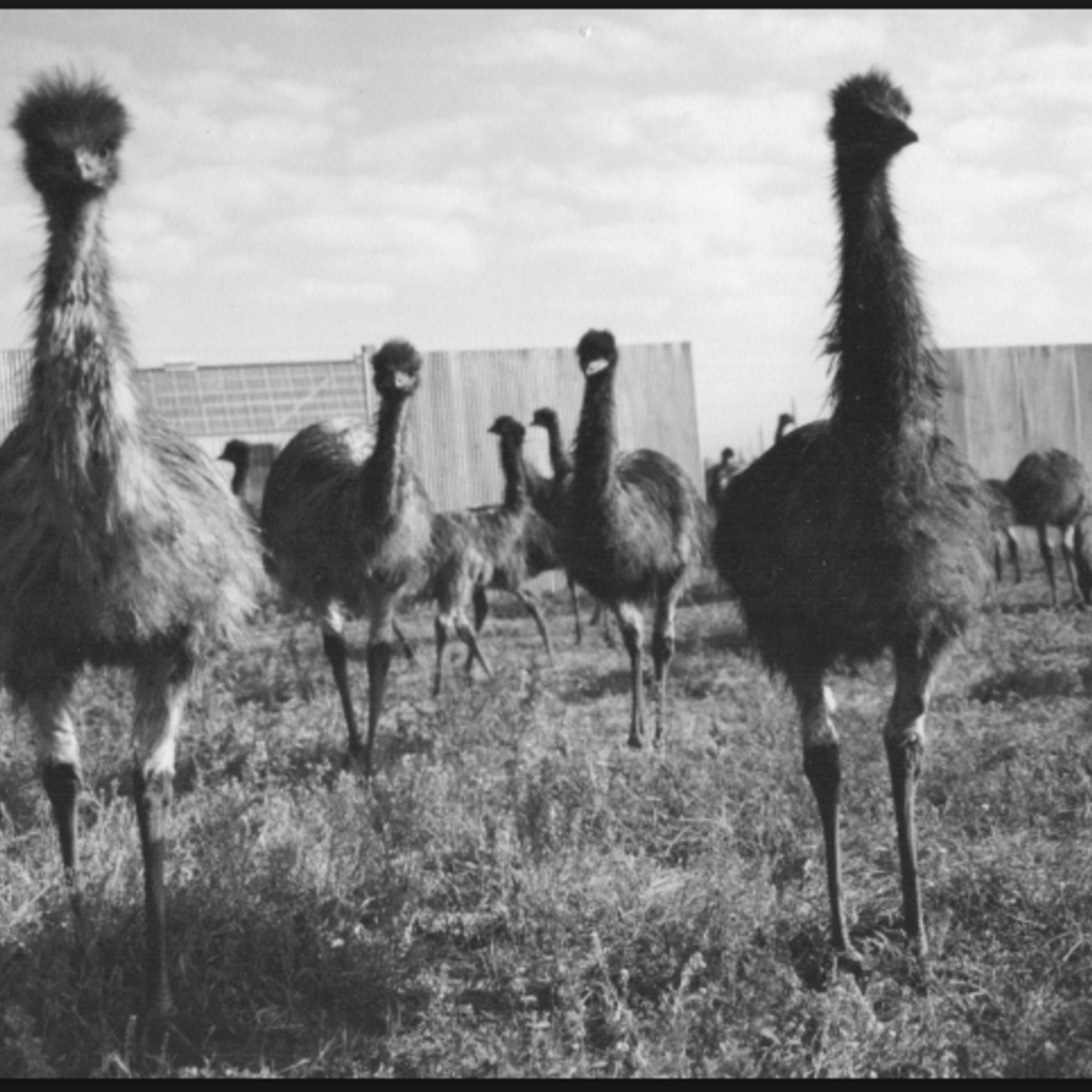 111 - The Emu War (Live in Australia) episode artwork
