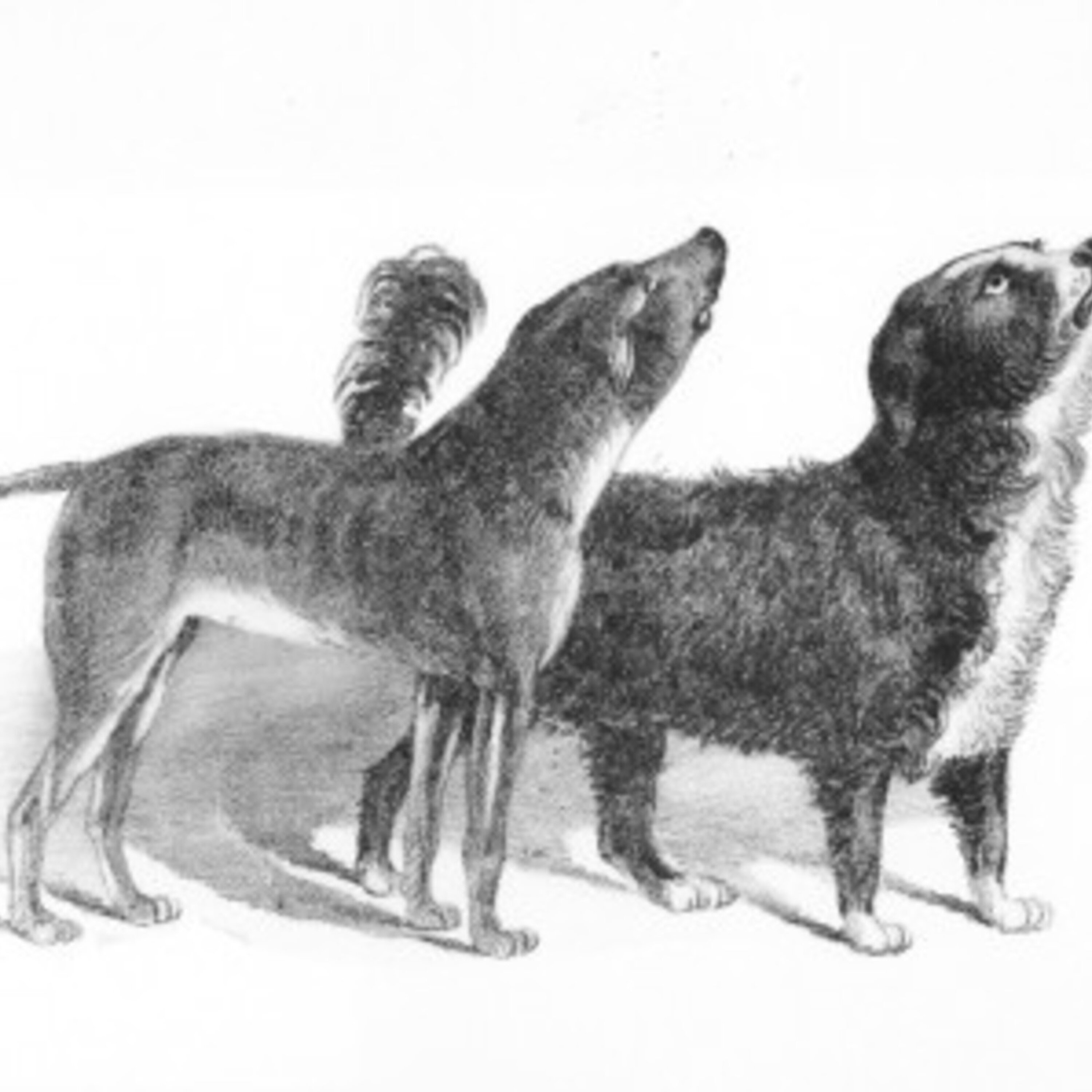 67 - Dogs Bummer and Lazarus episode artwork