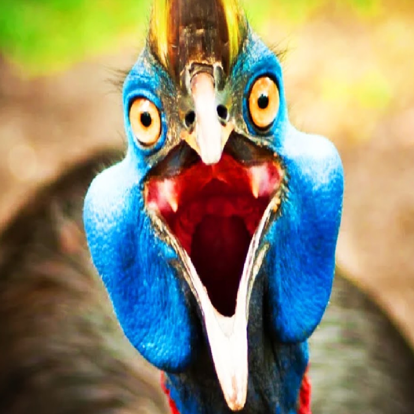 Most Dangerous Birds In The World