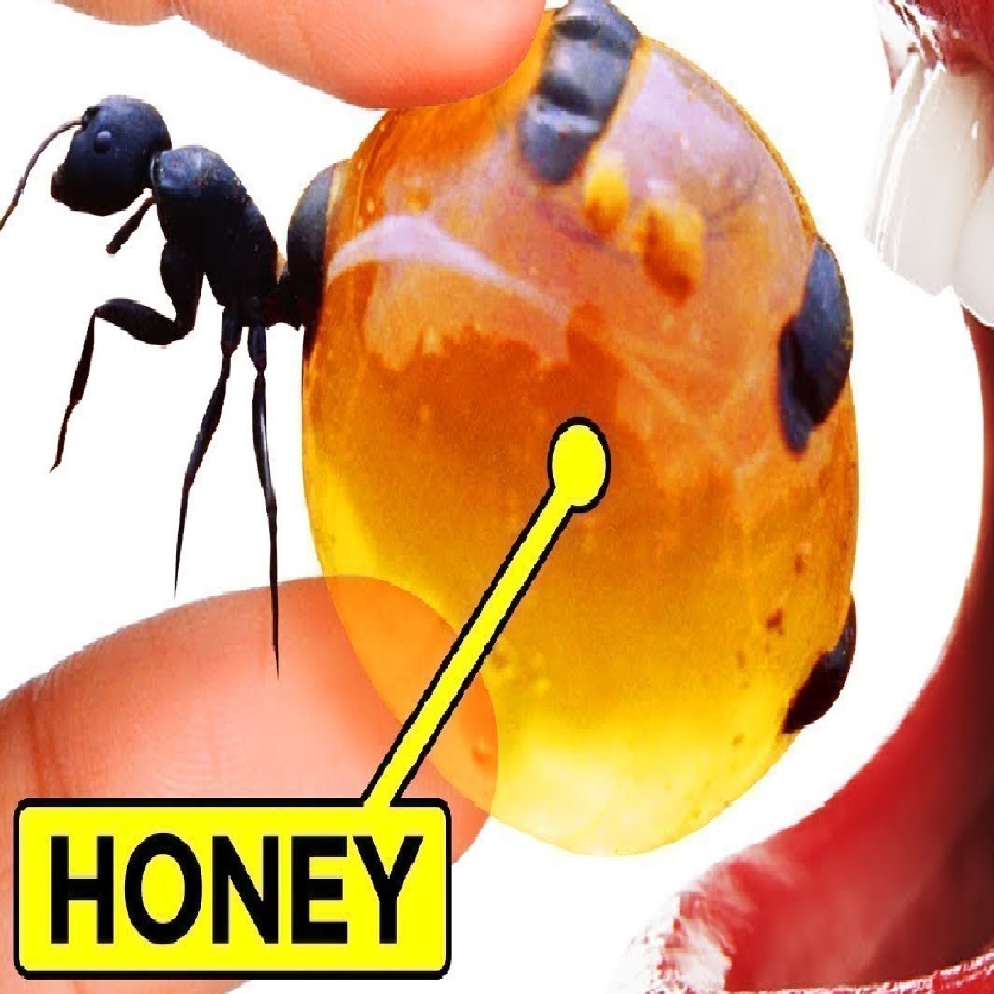 Tastiest Insects We'll Be Eating In The Future