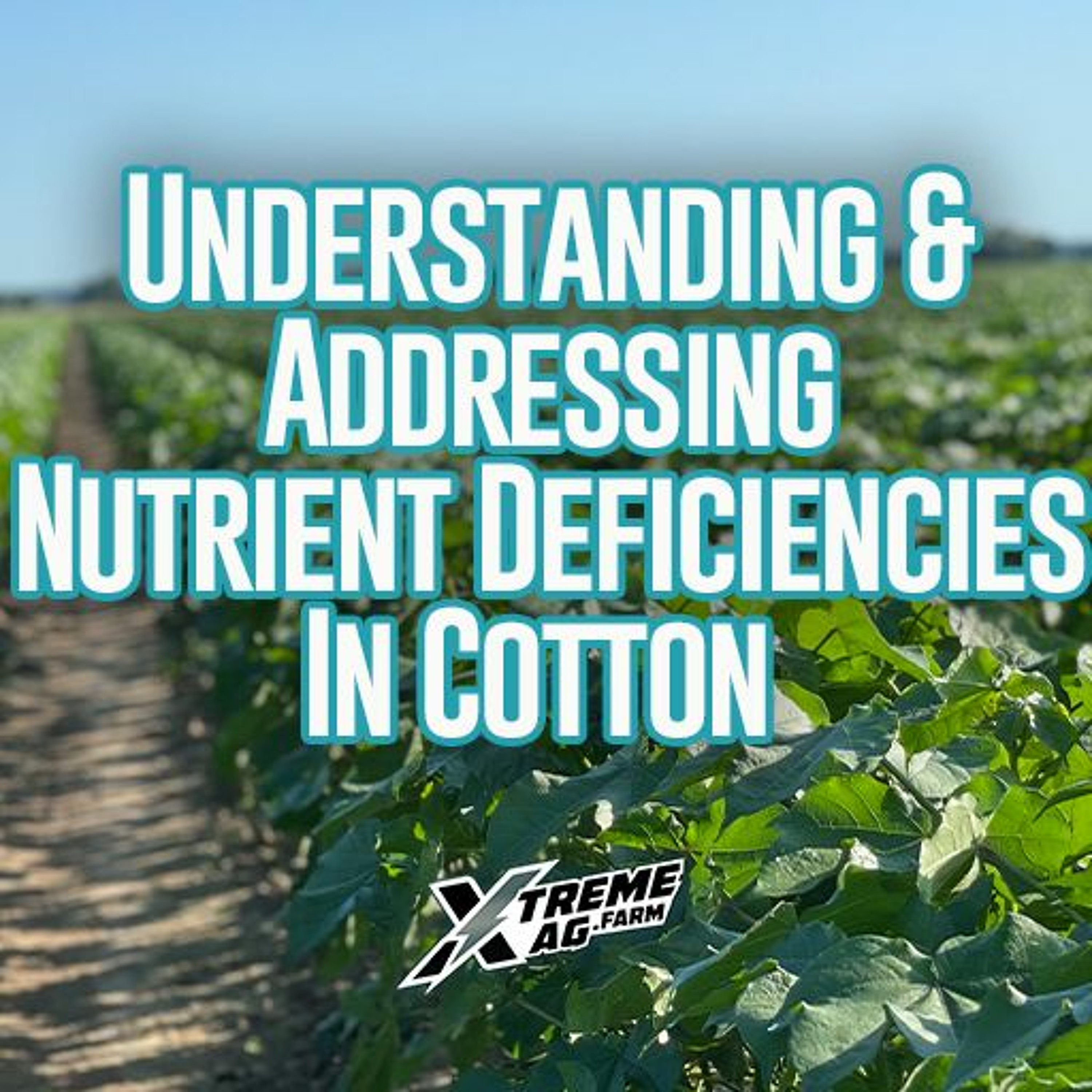 Understanding And Addressing Nutrient Deficiencies in Cotton episode artwork