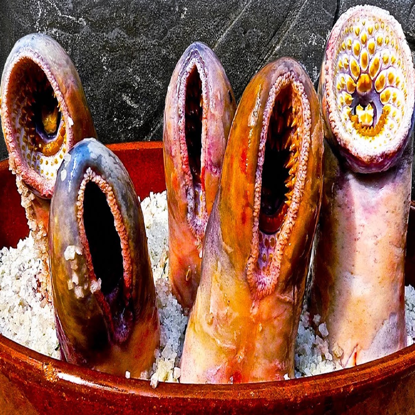 Ancient Creatures That Are Still Alive