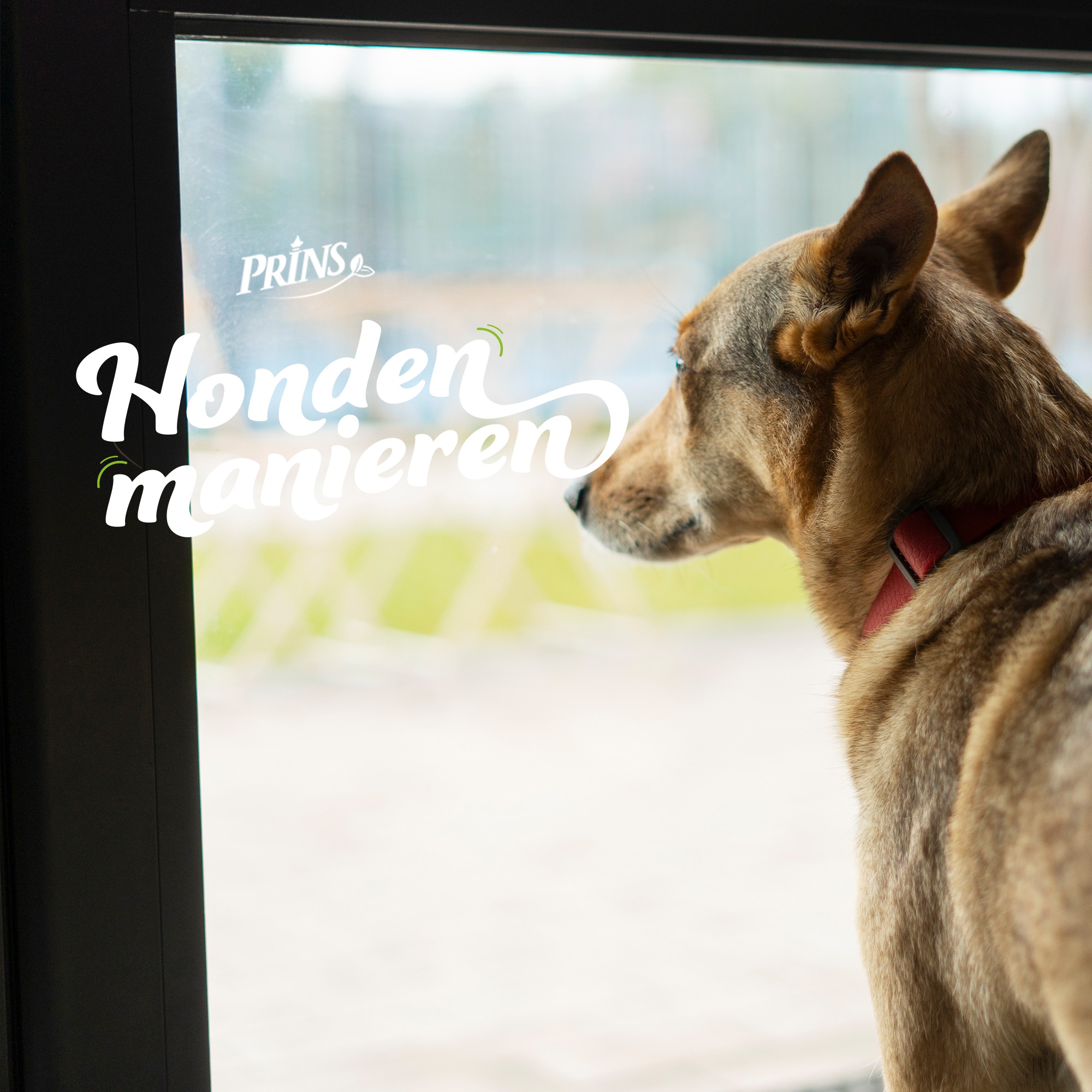 Afl. 13: Je hond kan niet met andere honden, kan ik wel naar een hondenschool? episode artwork