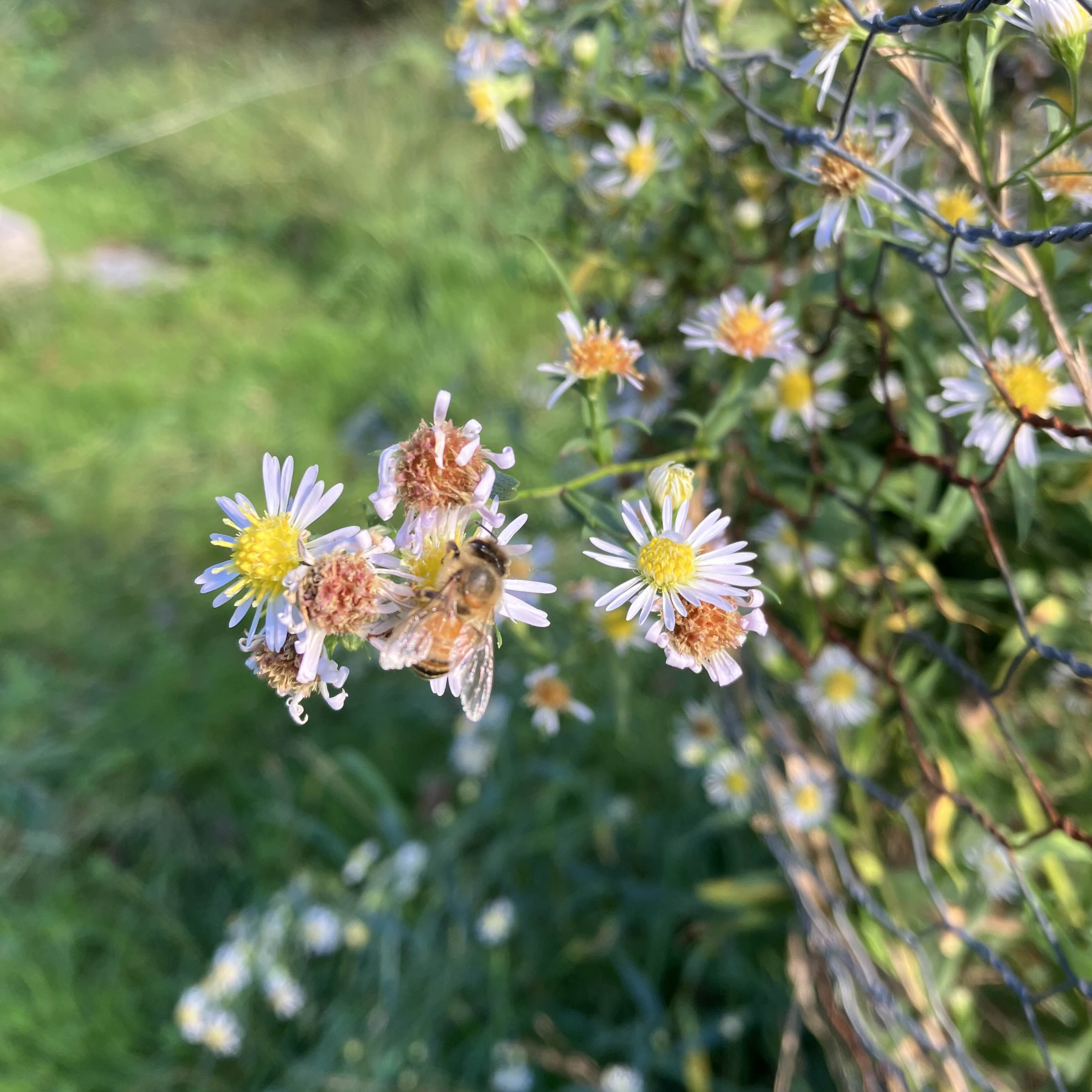 Episode 67 - Fall Updates & Second Year Preps