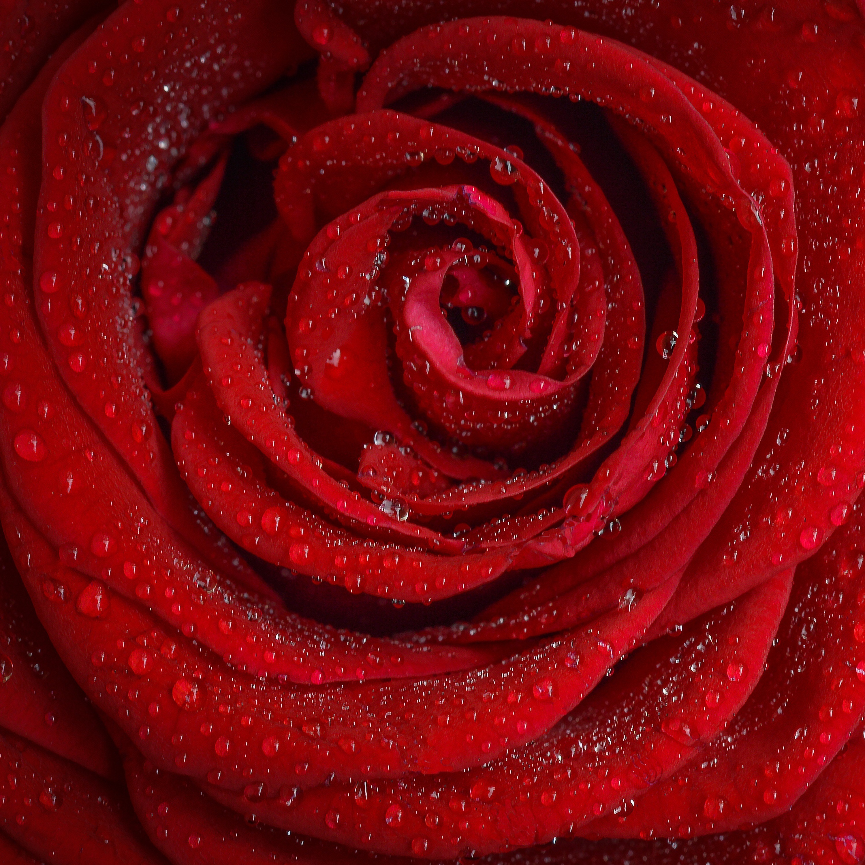 Audiolibro Venganza en las Highlands - Parte 2 episode artwork