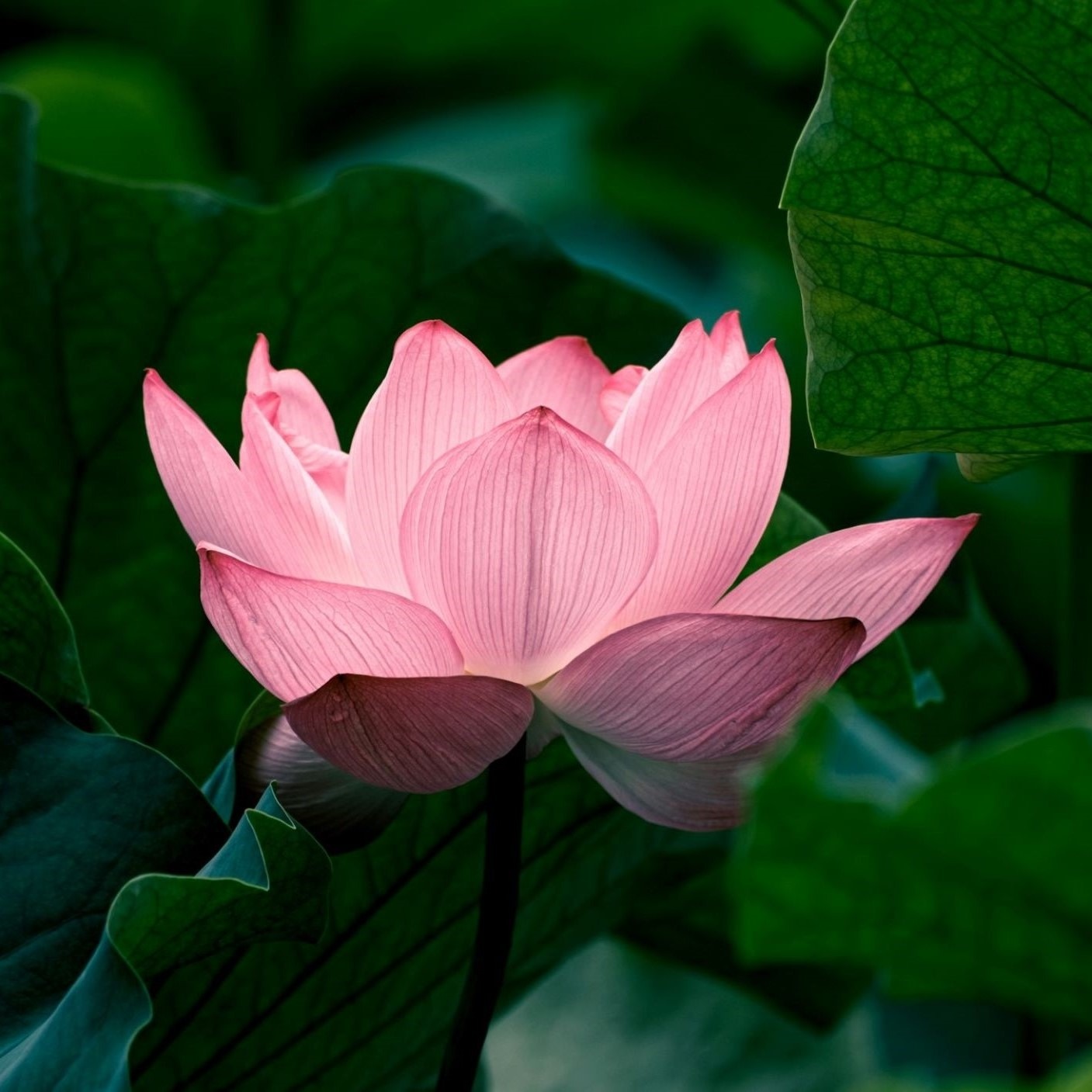 Thich Nhat Hanh on the Miracle of Mindfulness Meditation