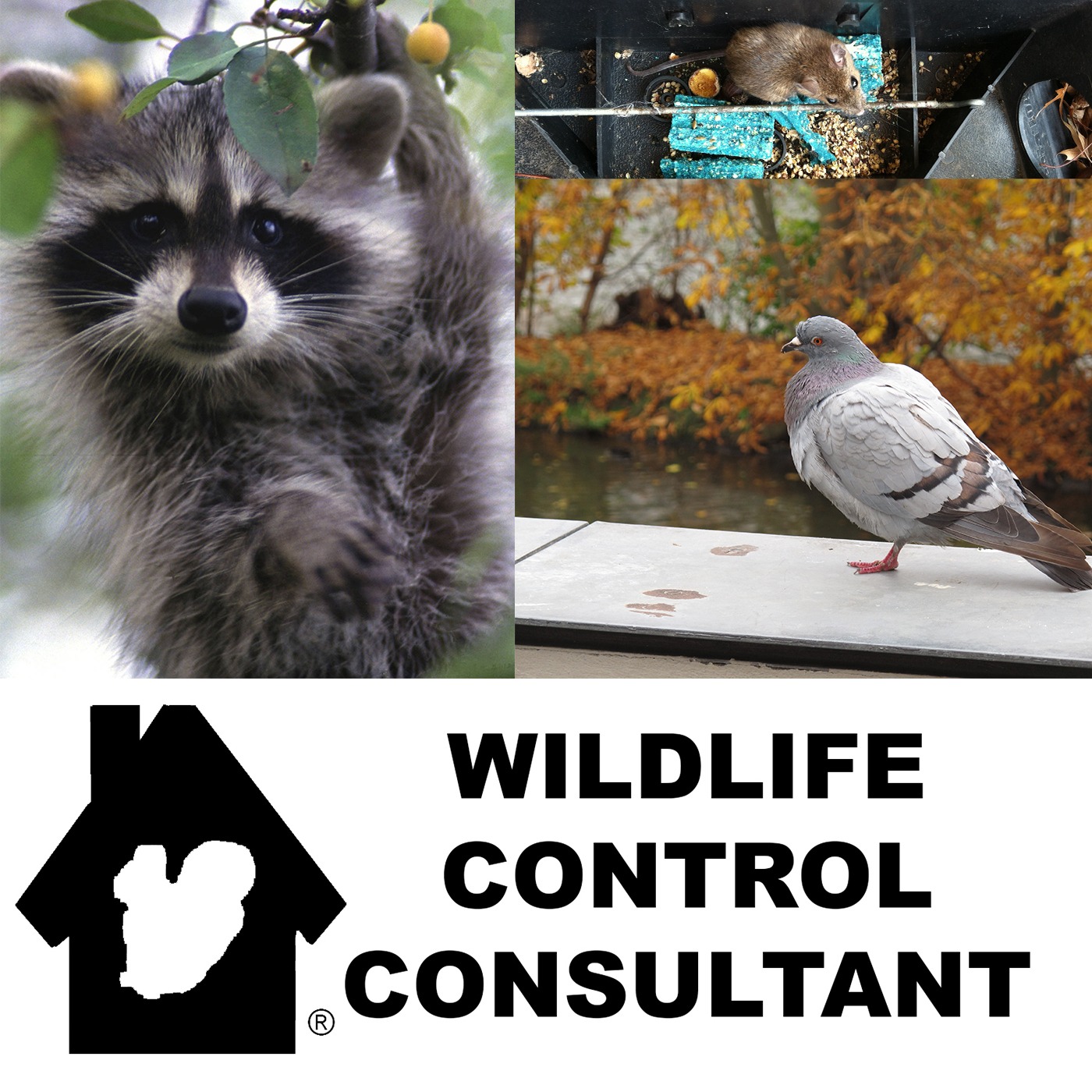 Understanding Rodenticide Active Ingredient  Brodifacoum Part 1