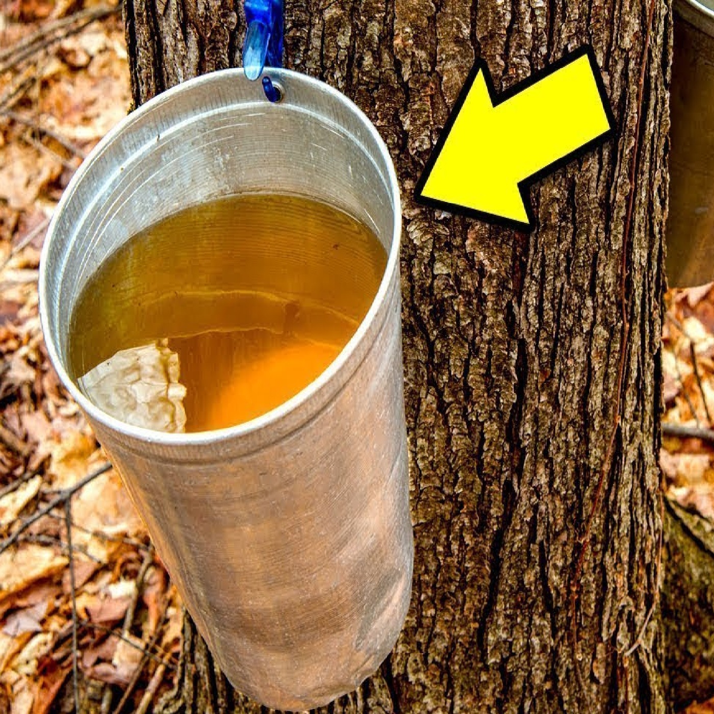 How To Illegally Earn $20,000,000 With Maple Syrup
