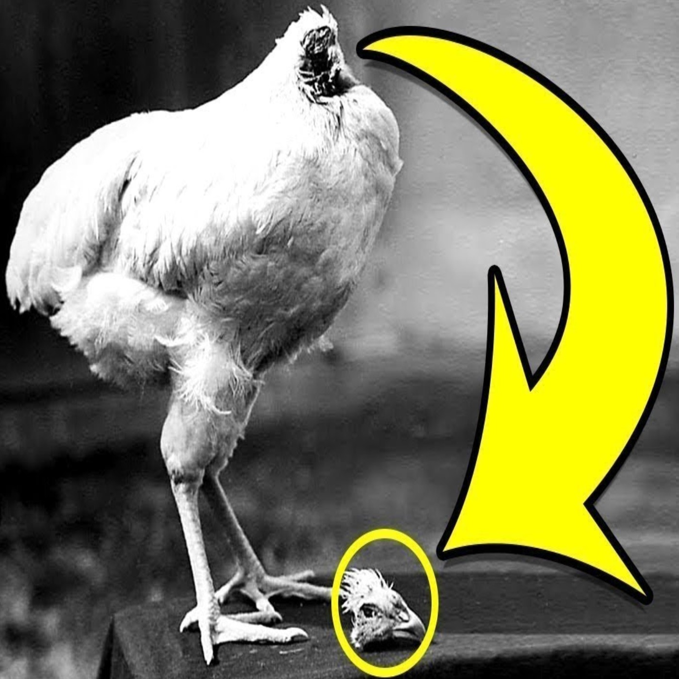 This Headless Chicken Lived For 18 Months - Fact Show 3