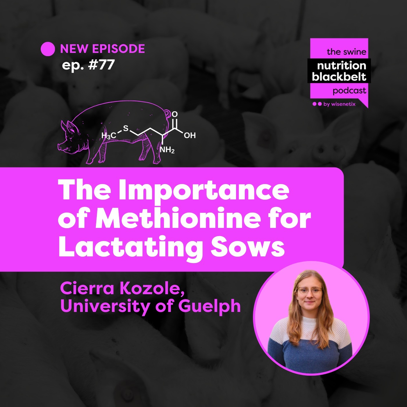 Cierra Kozole: Methionine for Lactating Sows | Ep. 77