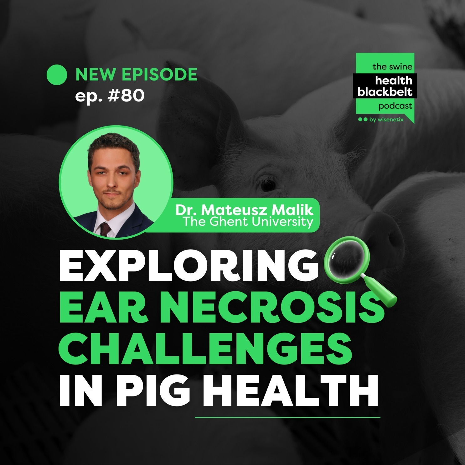 Dr. Mateusz Malik: Ear Necrosis in Pigs | Ep. 80