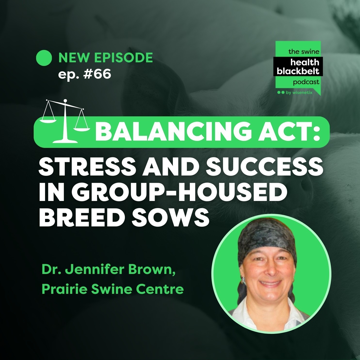 Dr. Jennifer Brown: Stress in Group-Housed Sows | Ep. 66