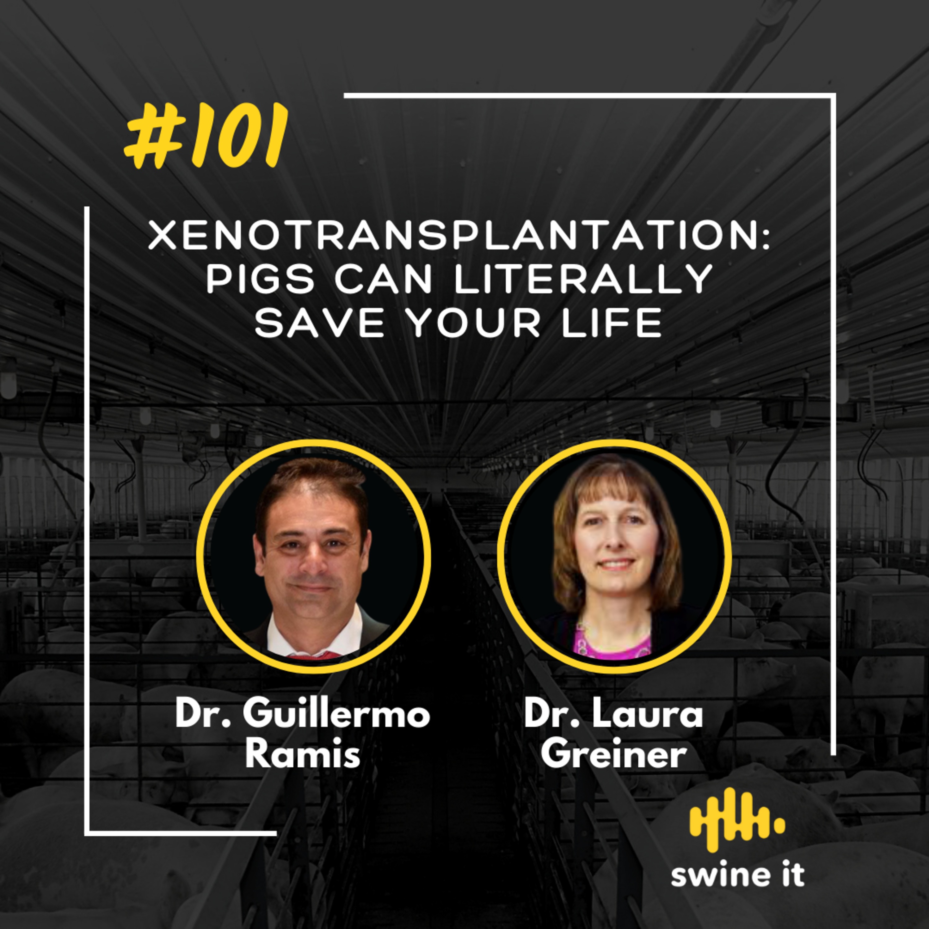 Dr. Guillermo Ramis: Xenotransplantation Advances | Ep. 101 episode artwork