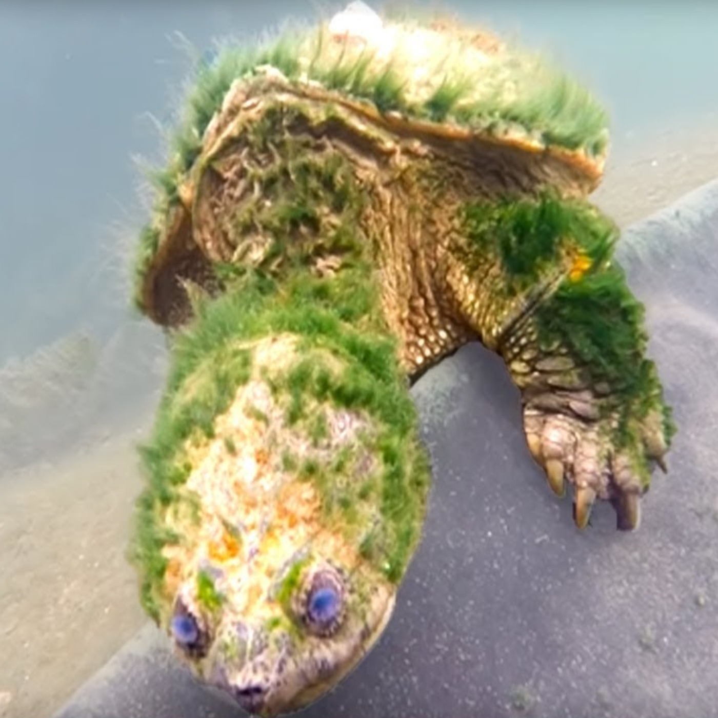 Oldest Creatures That Reveal The Secrets Of Immortality