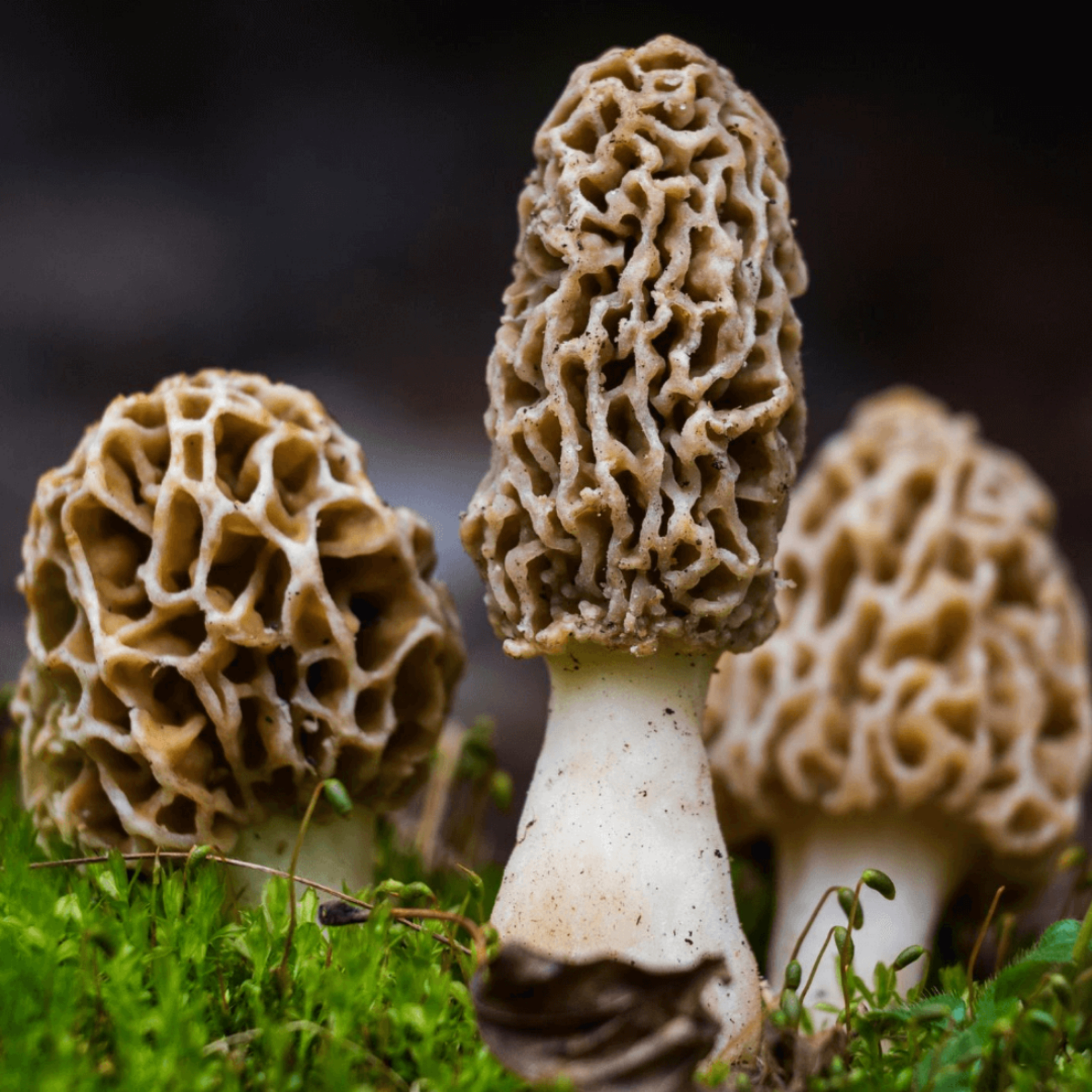2 Ways To Grow Morel Mushrooms at Home Outdoors | Slurry & Spawn