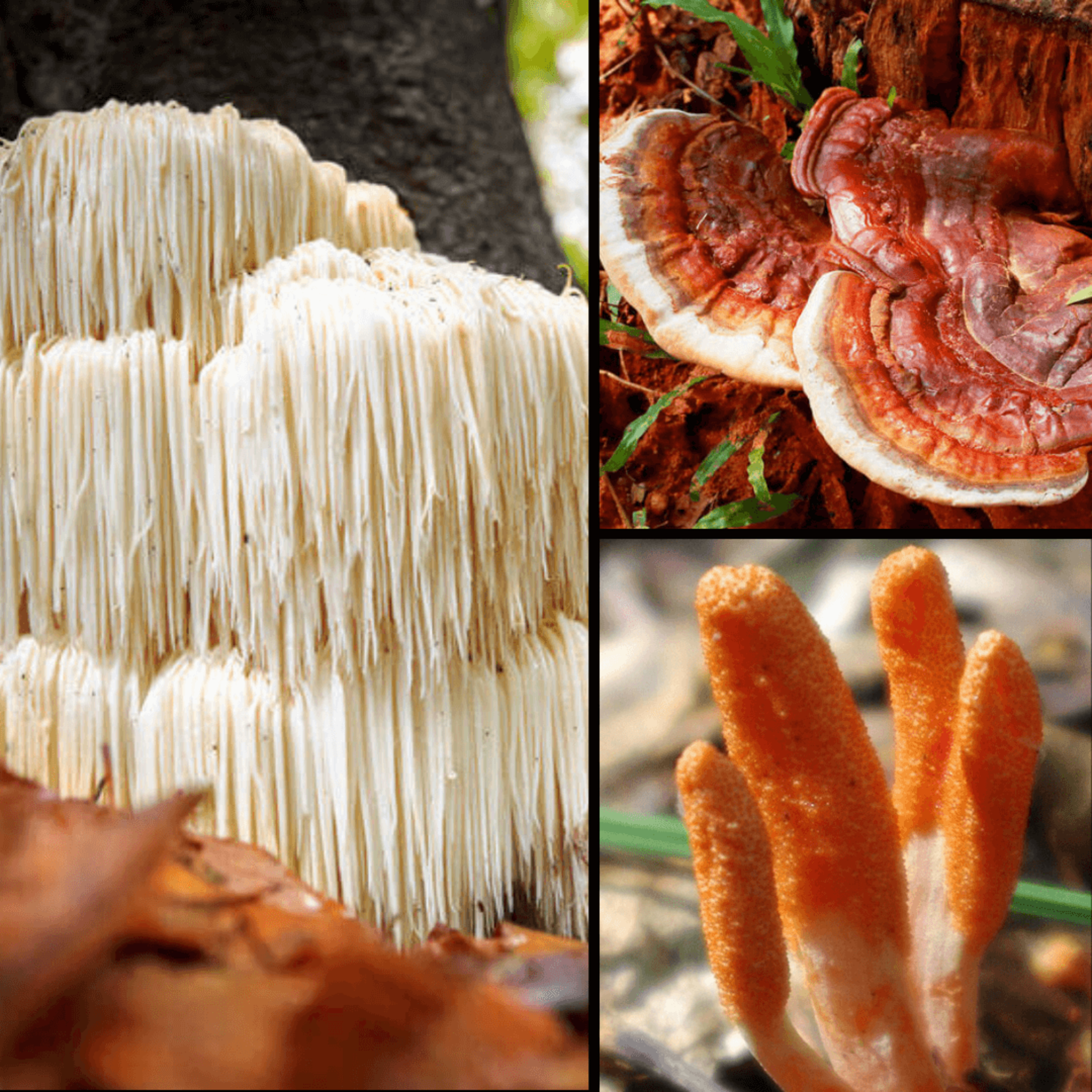 Top 3 Medicinal Mushroom to Boost Brain Function