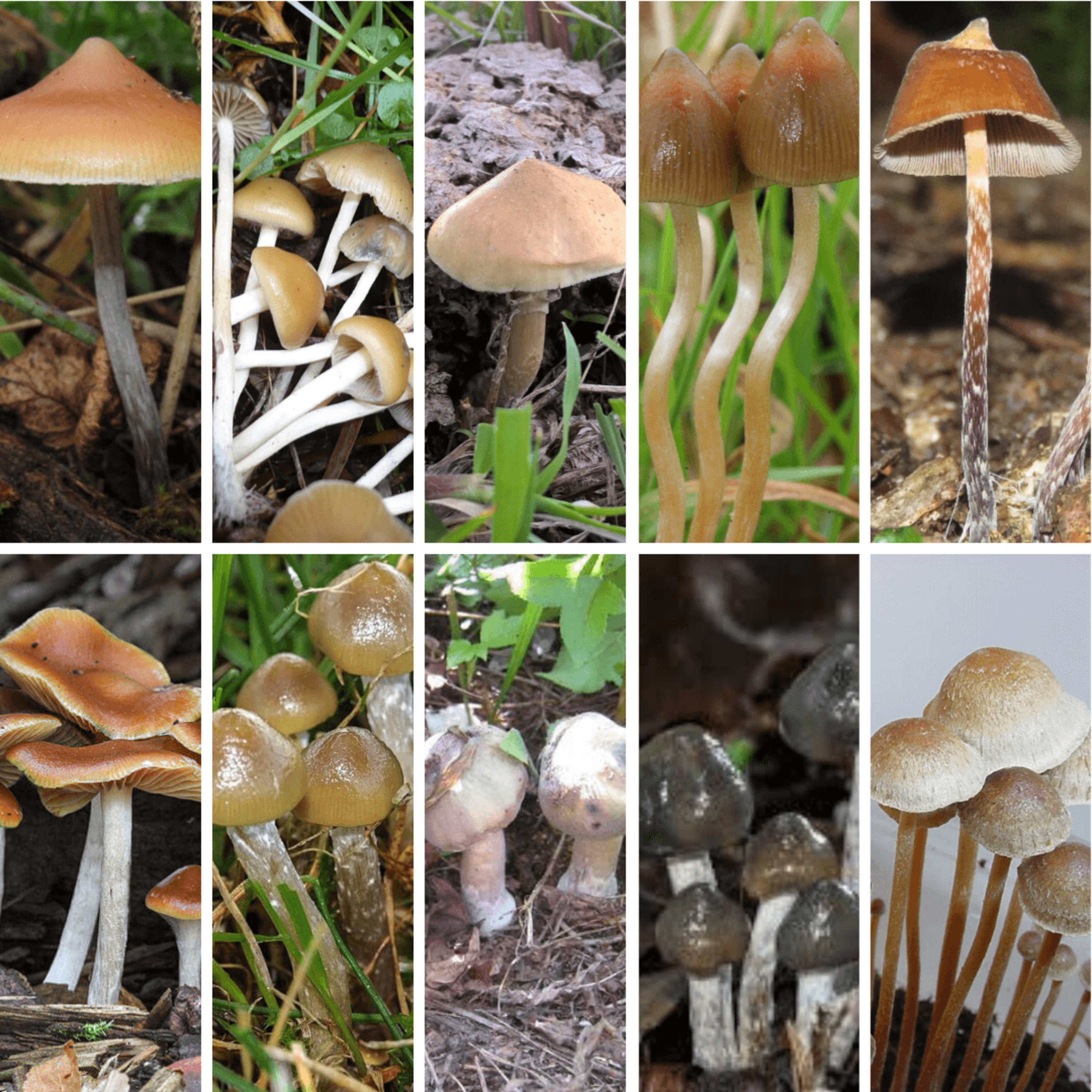 Top 10 Types of Magic Mushrooms | Identification, Potency & Habitat