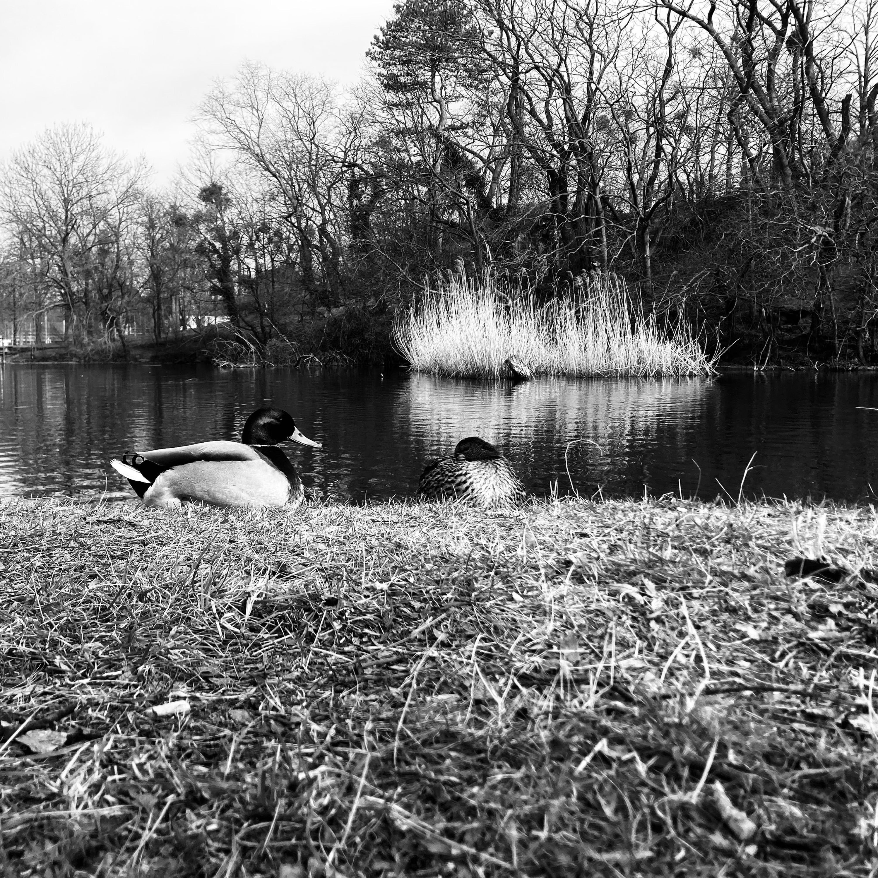 Folge 04 - Black and White Town (Of Doves and Broken Bones)