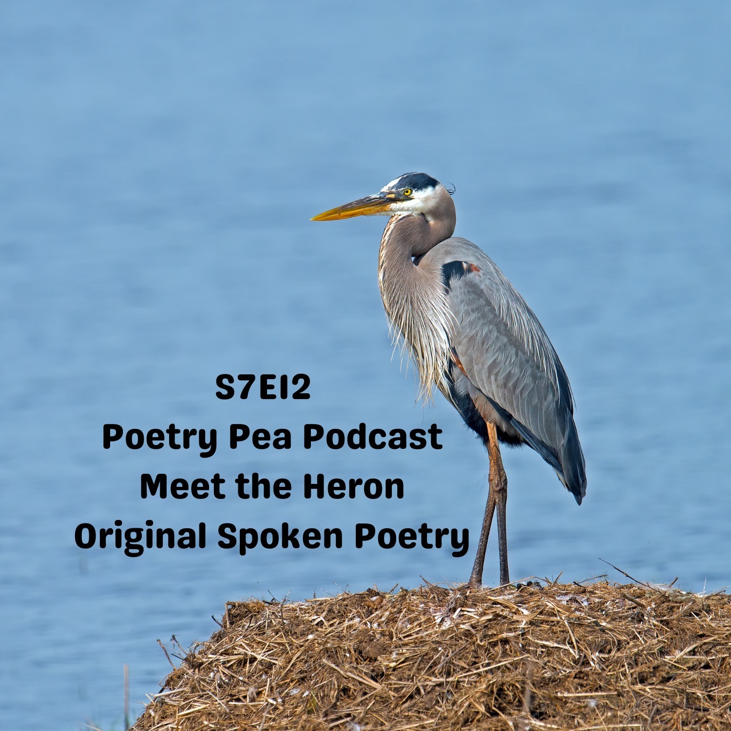 S7E12 Meet the Heron: Original spoken Poetry