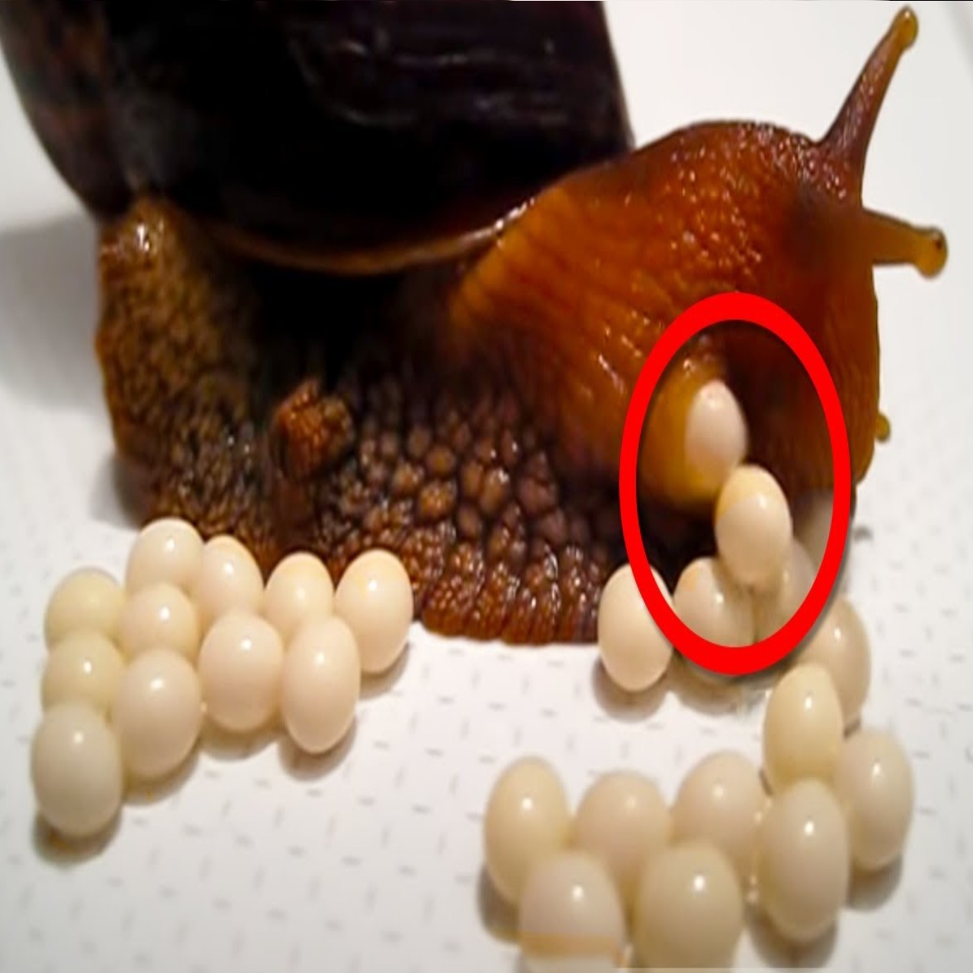 Crazy Ways Animals Give Birth
