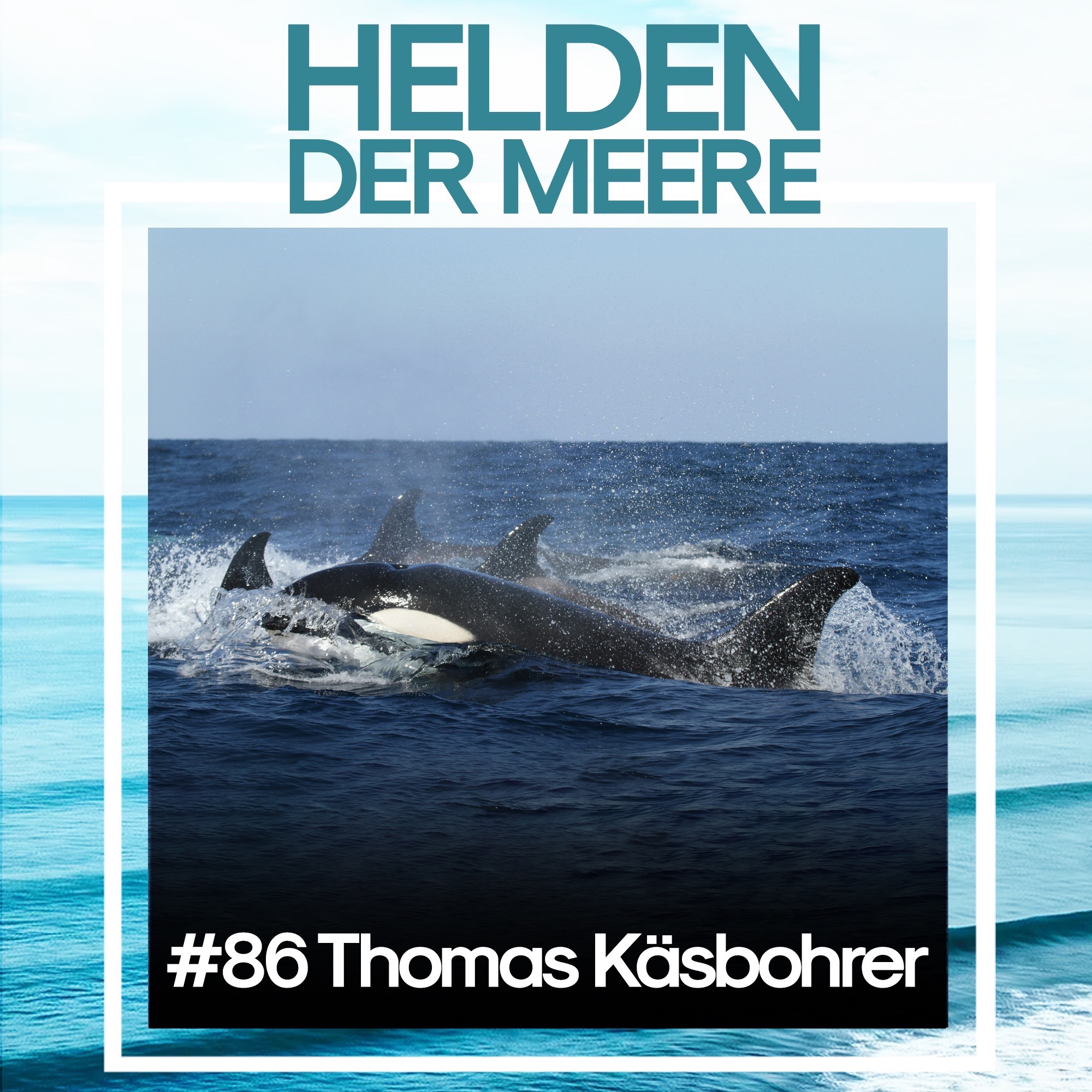 Orcas attackieren Segelboote – warum, Thomas Käsbohrer?
