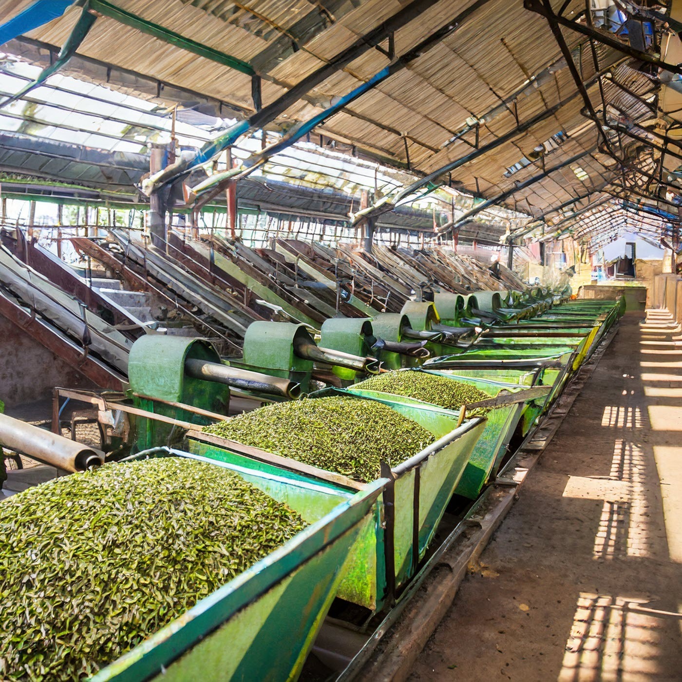 Ep 162 | India Bought-Leaf Factories Resume Processing | Three World Tea Expo Takeaways | Sustainably Grown Tea is Nears a Quarter of Global Production