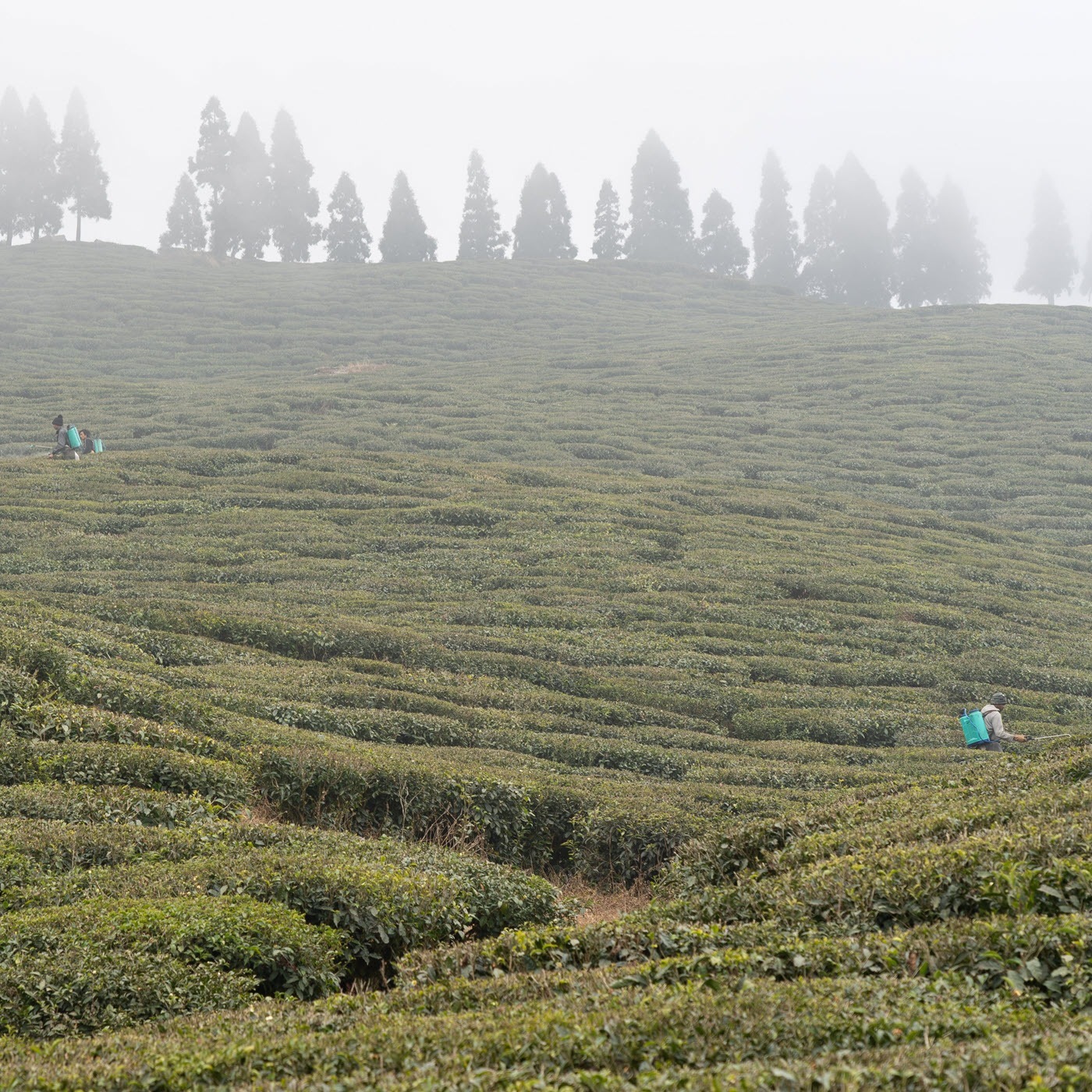 India Tea News |  Bought Leaf Factories Blame India Tea Board For Non-Support of Food Safety Compliance Requirements | Weather Impacts Tea Crop in Assam’s Barak Valley |