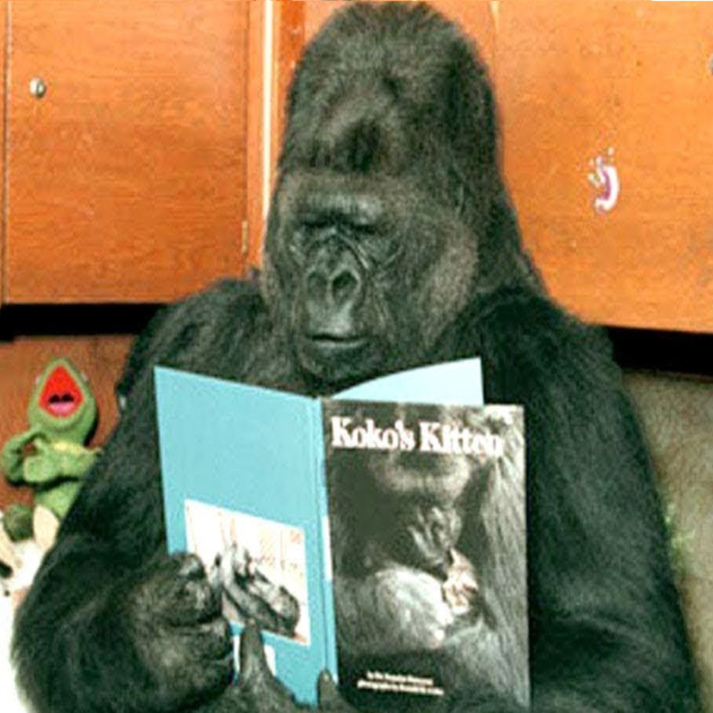 The Story Of Koko, The Talking Gorilla
