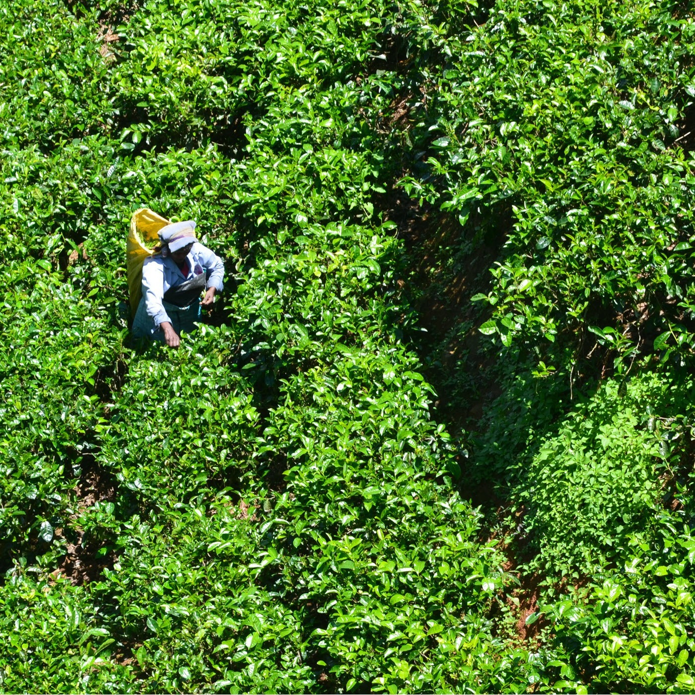 Tea Biz
