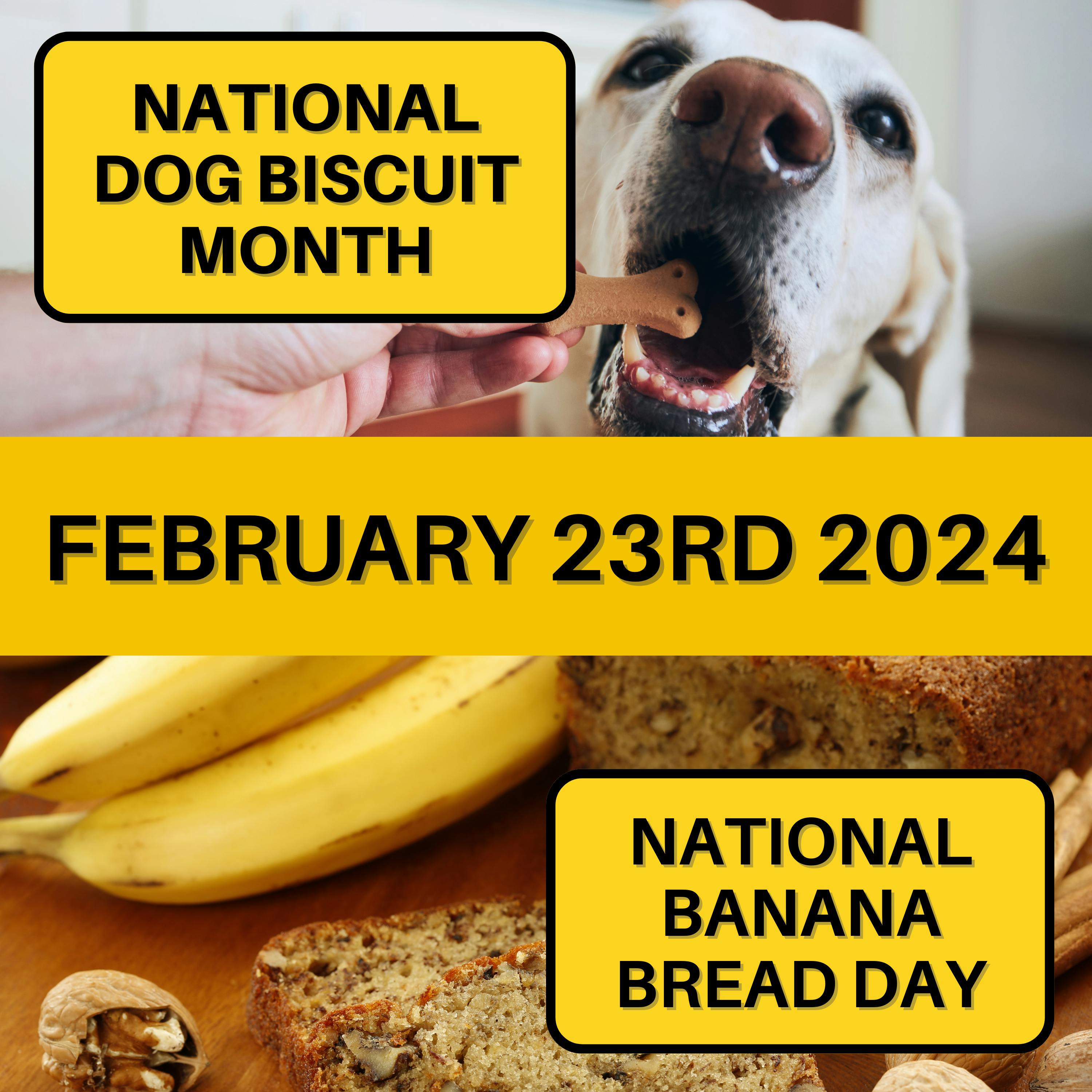 February 23, 2024 | Canine Treats and Banana Bread Bliss