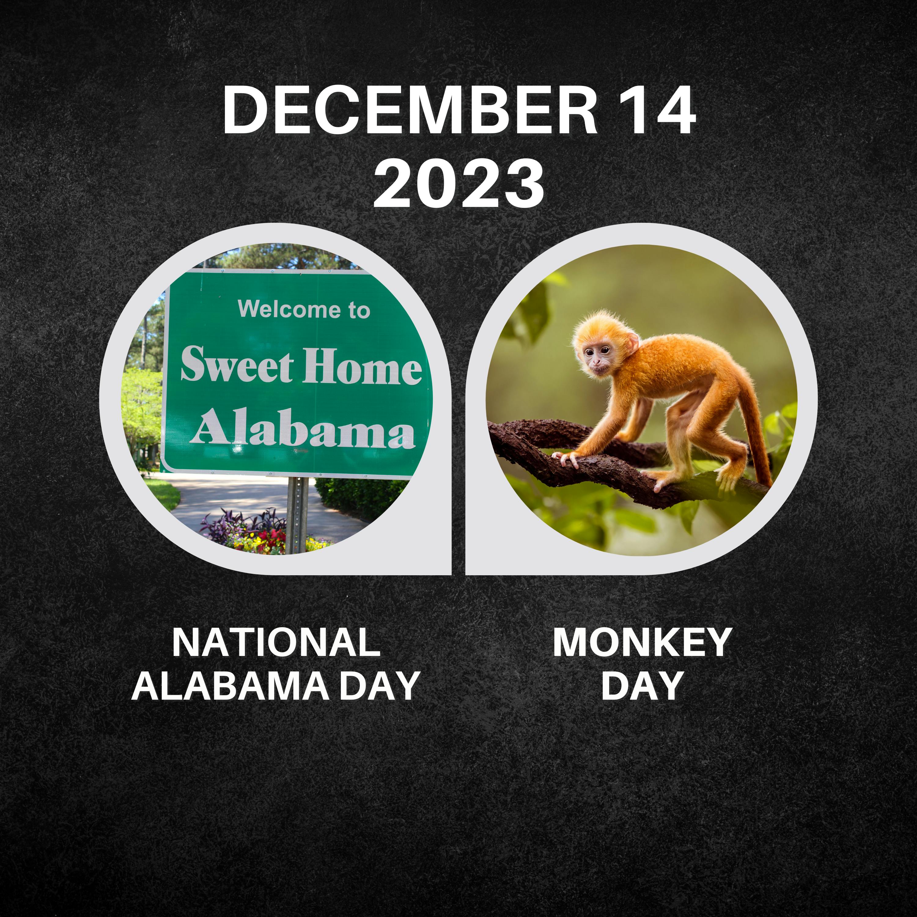 December 14, 2023 | Dixie Delights and Monkey Mischief