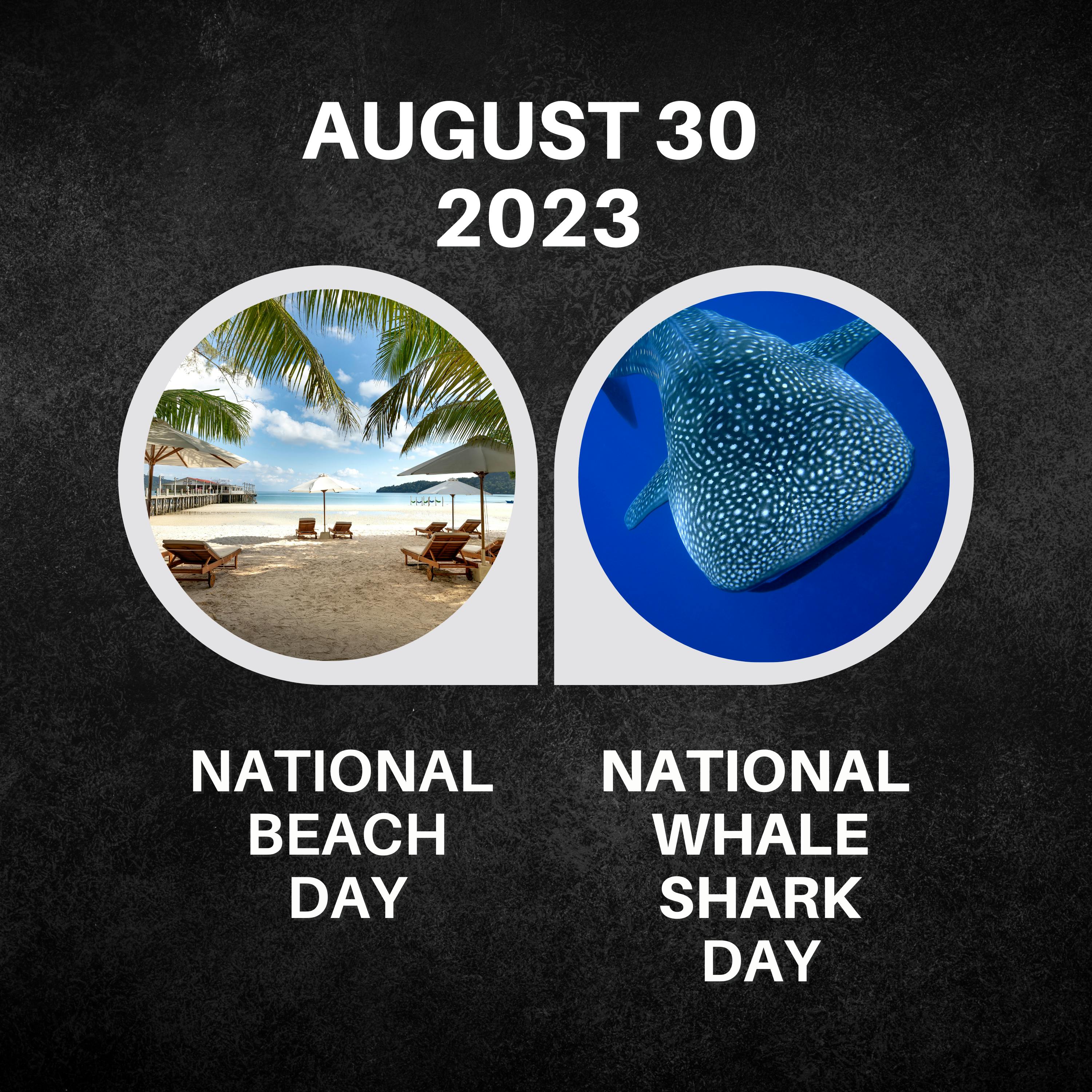 August 30, 2023 | Sun, Sea, and Whales: Celebrating on Two Fronts