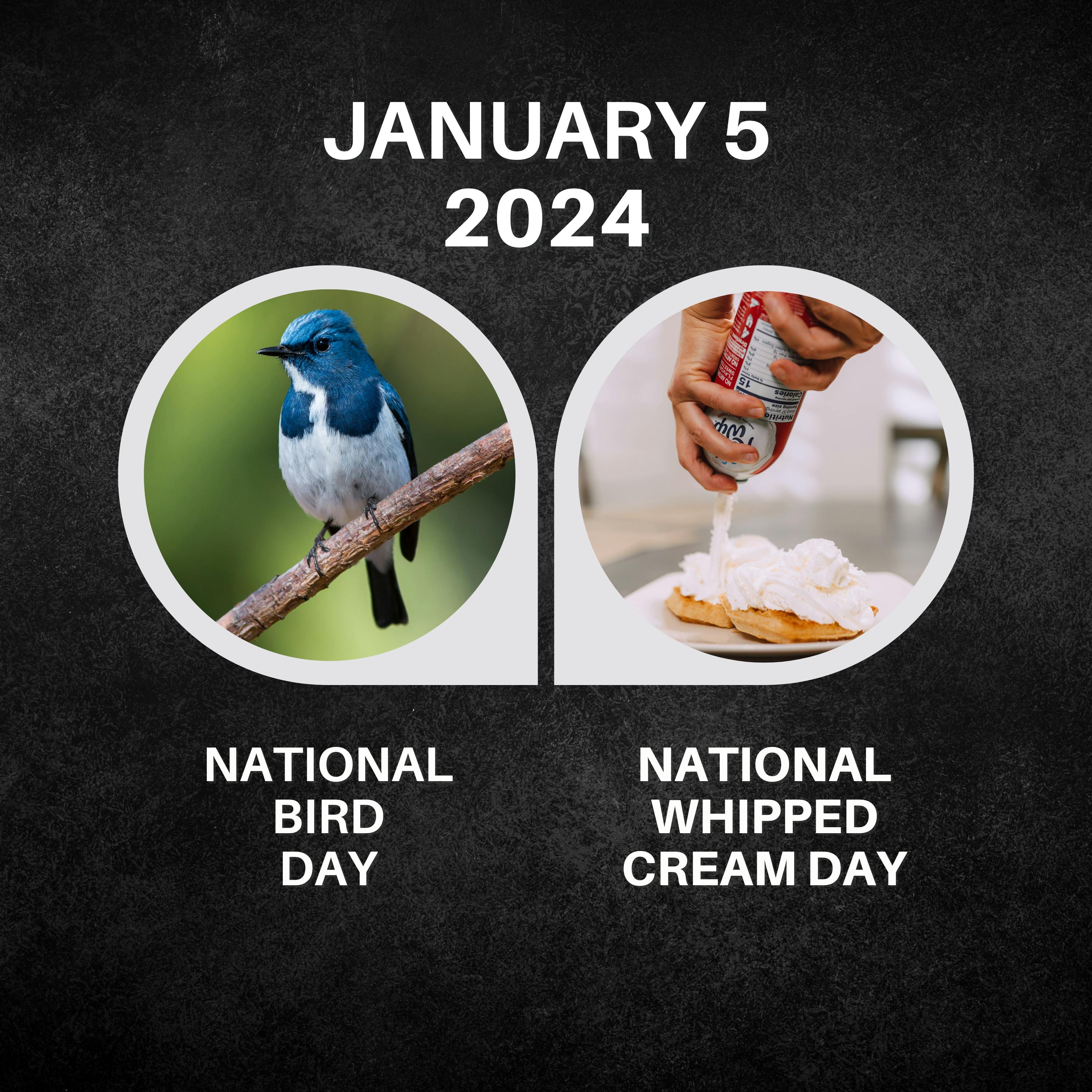 January 5, 2024 | Feathered Beauties and Whipped Treats
