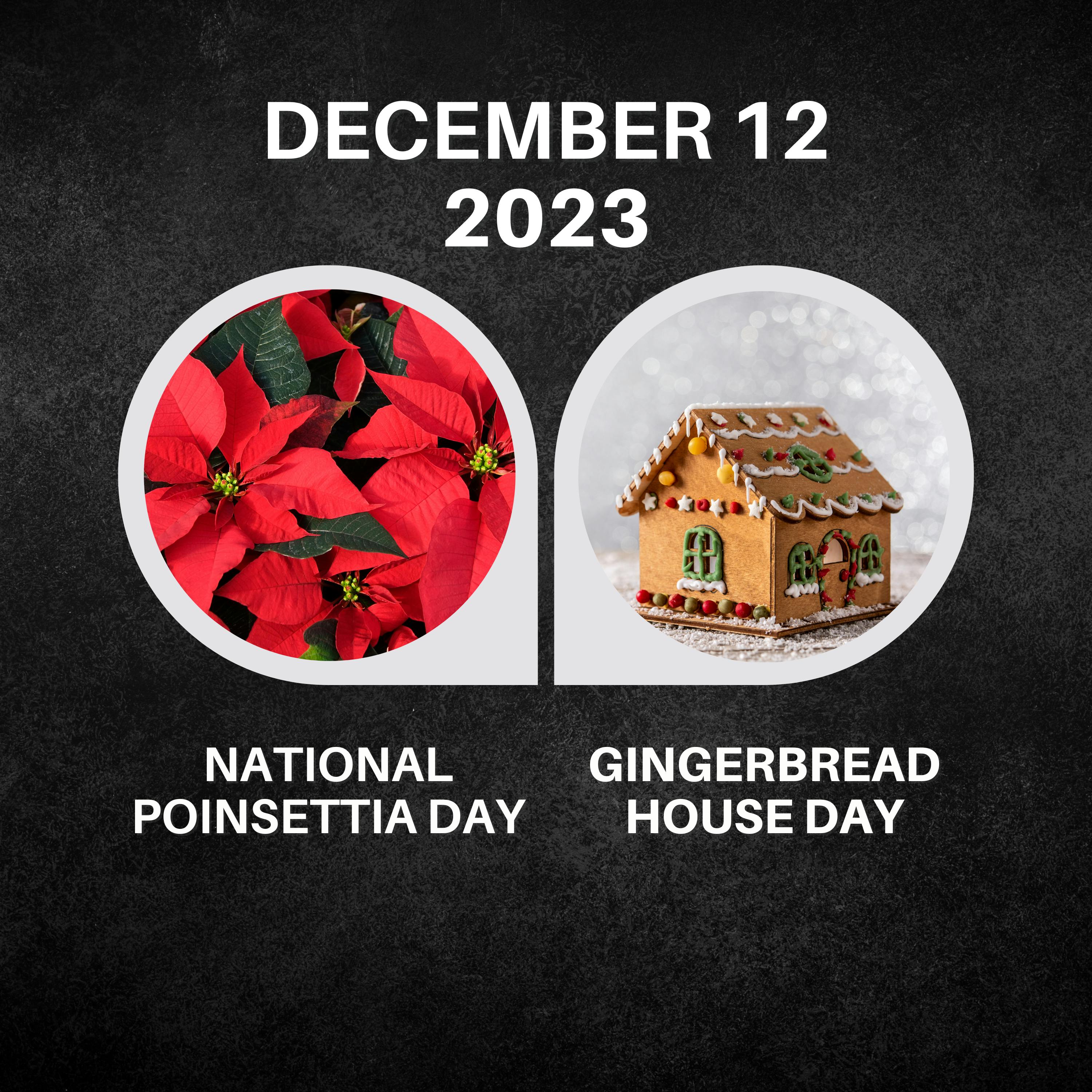 December 12, 2023 | Holiday Elegance: Poinsettias and Gingerbread Houses