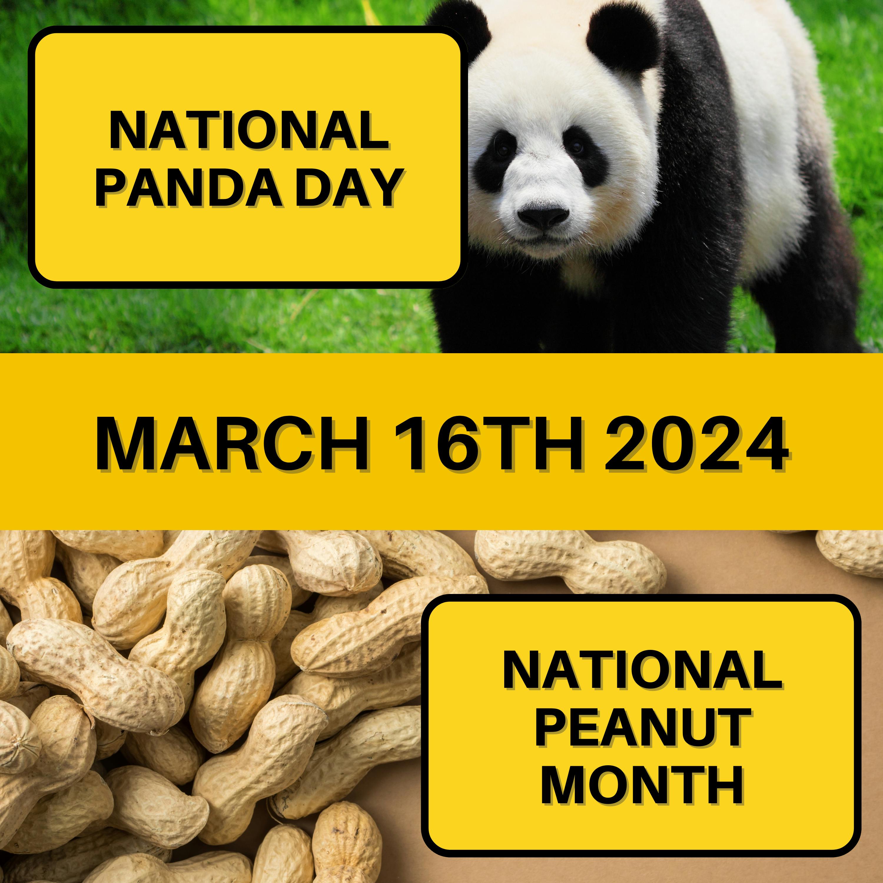 March 16, 2024 | Nibbling on Nuts, Hugging Pandas: A Festive Episode