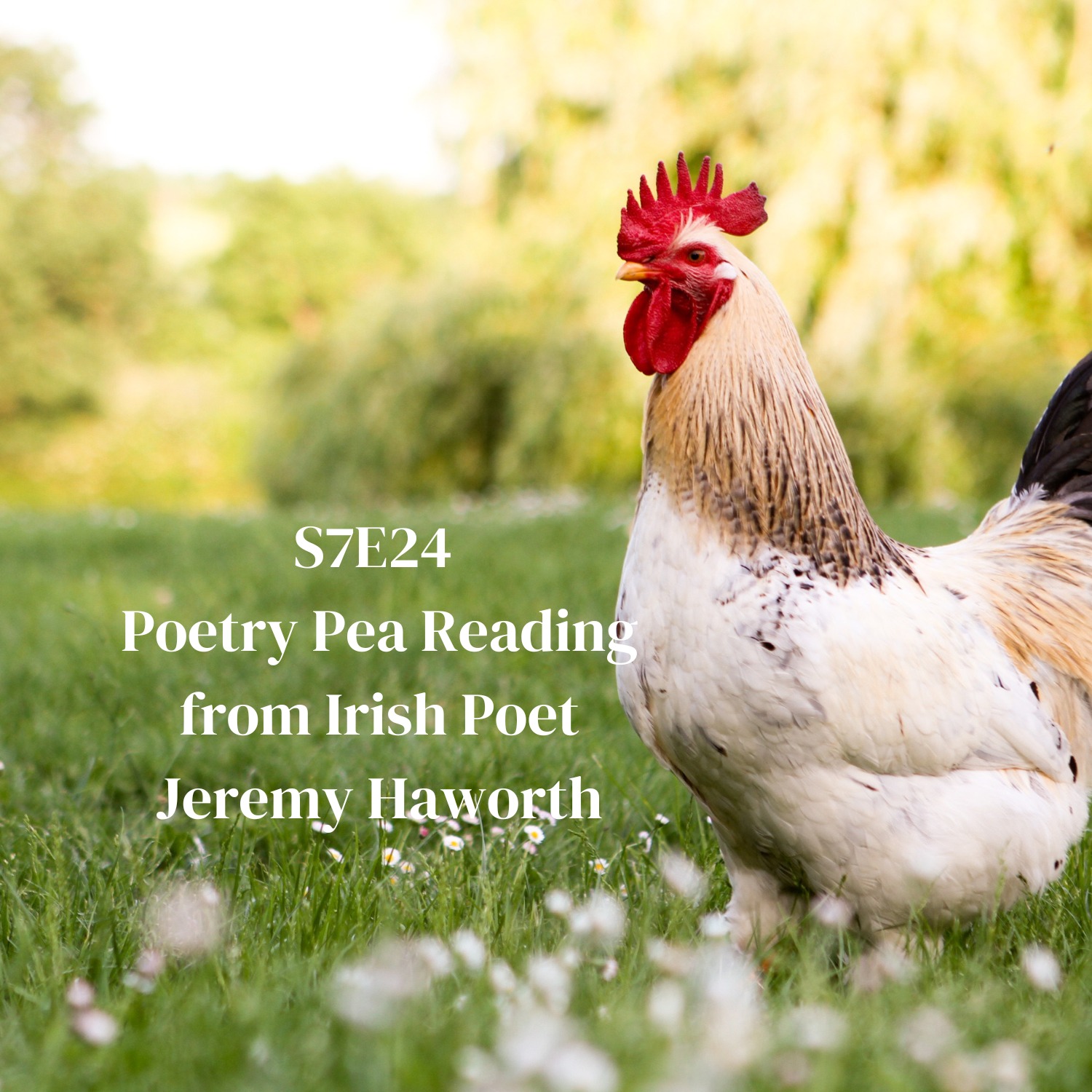 S7E24 Poetry Pea Reading Irish Poet Jeremy Haworth
