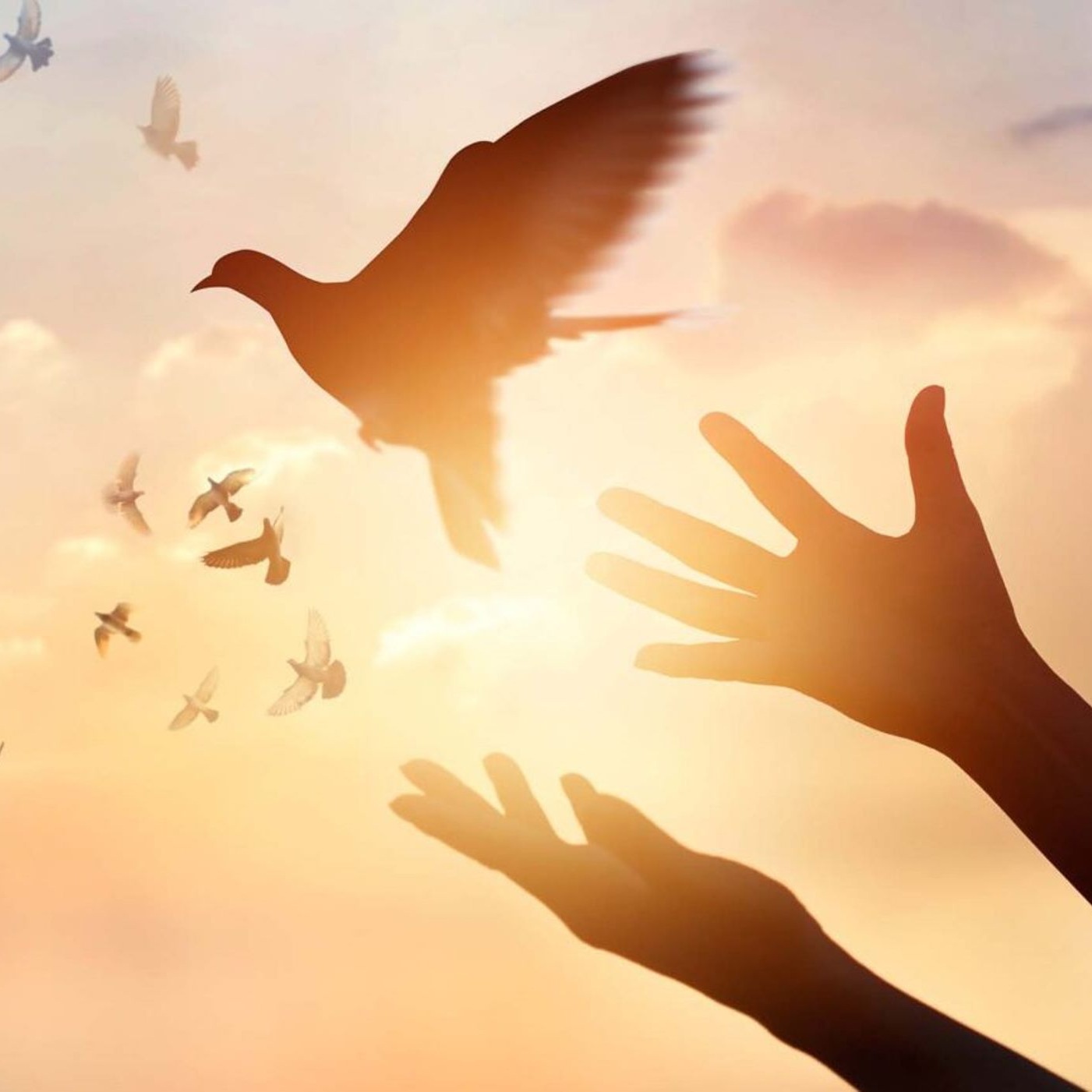 الموعظة على الجبل عظة 24 الغفران episode artwork